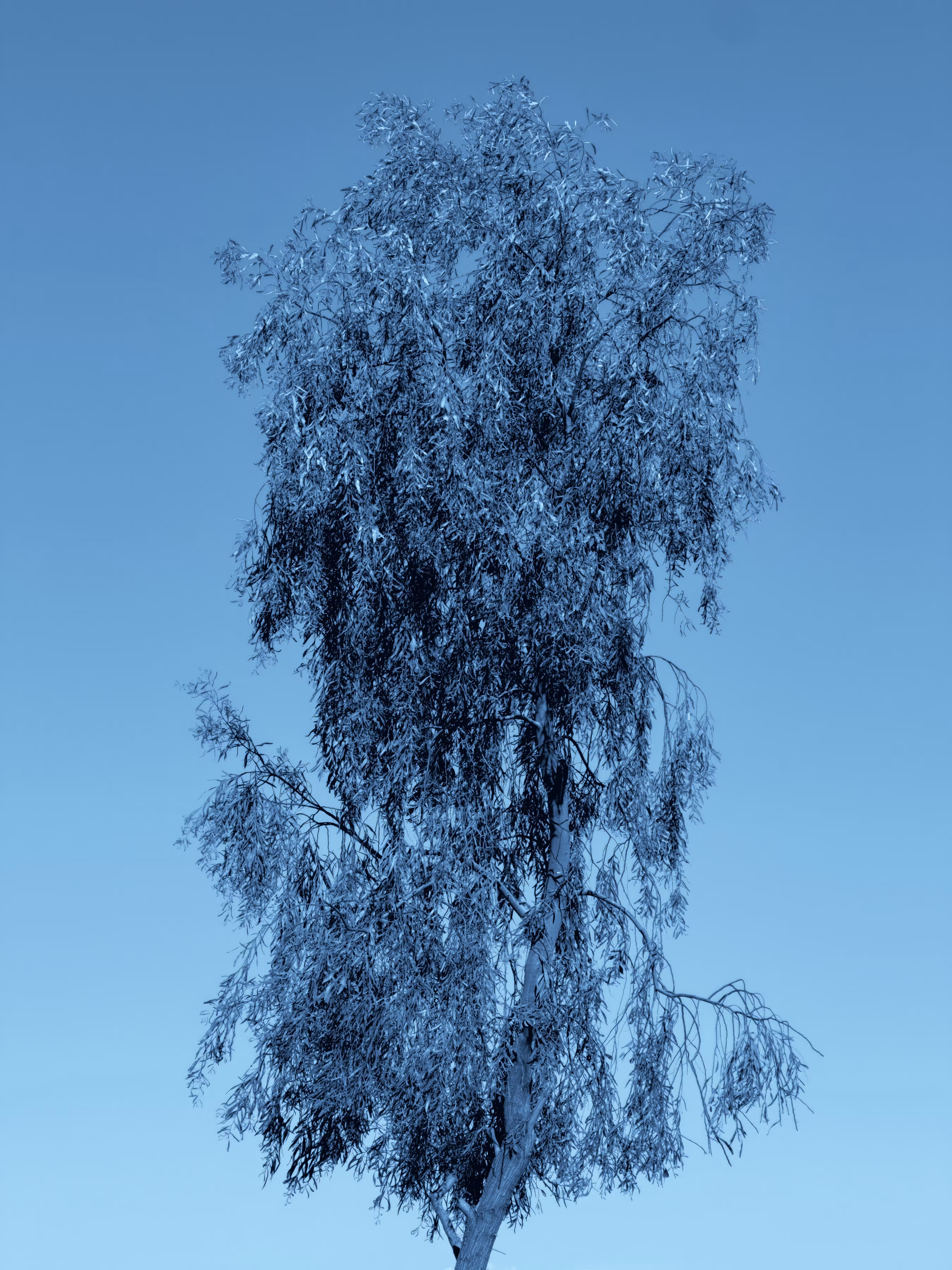 Blue Tree