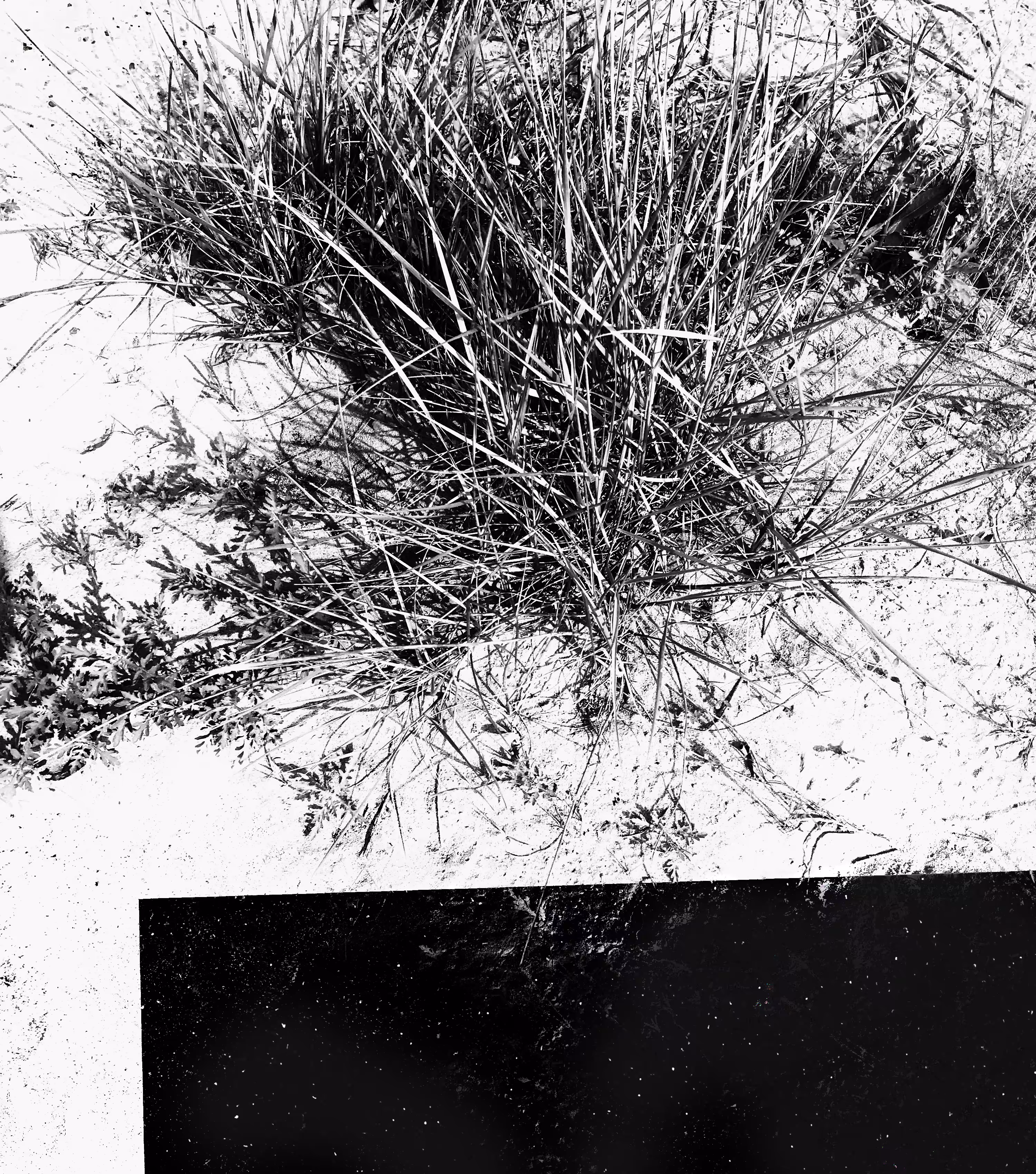 Grass 01