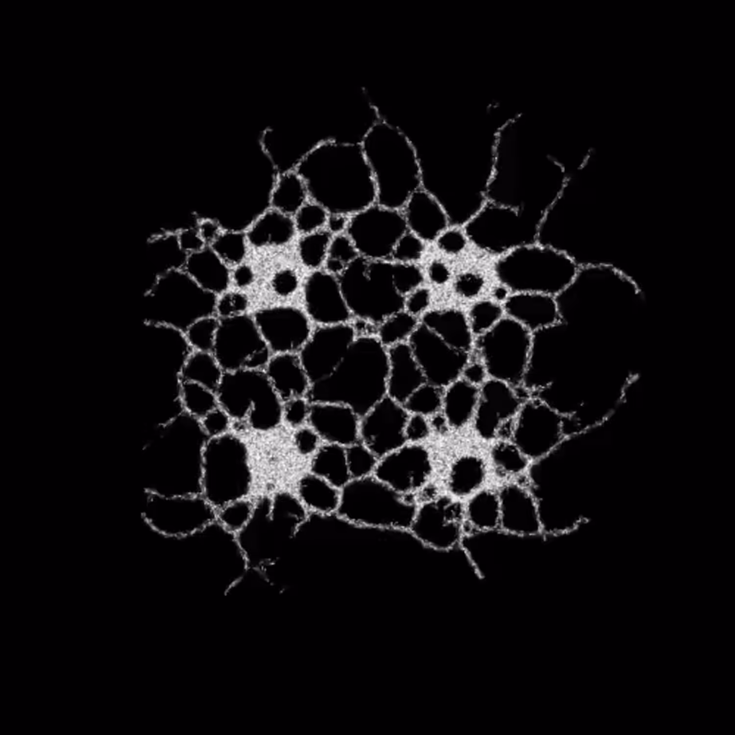 primordial soup 15 1