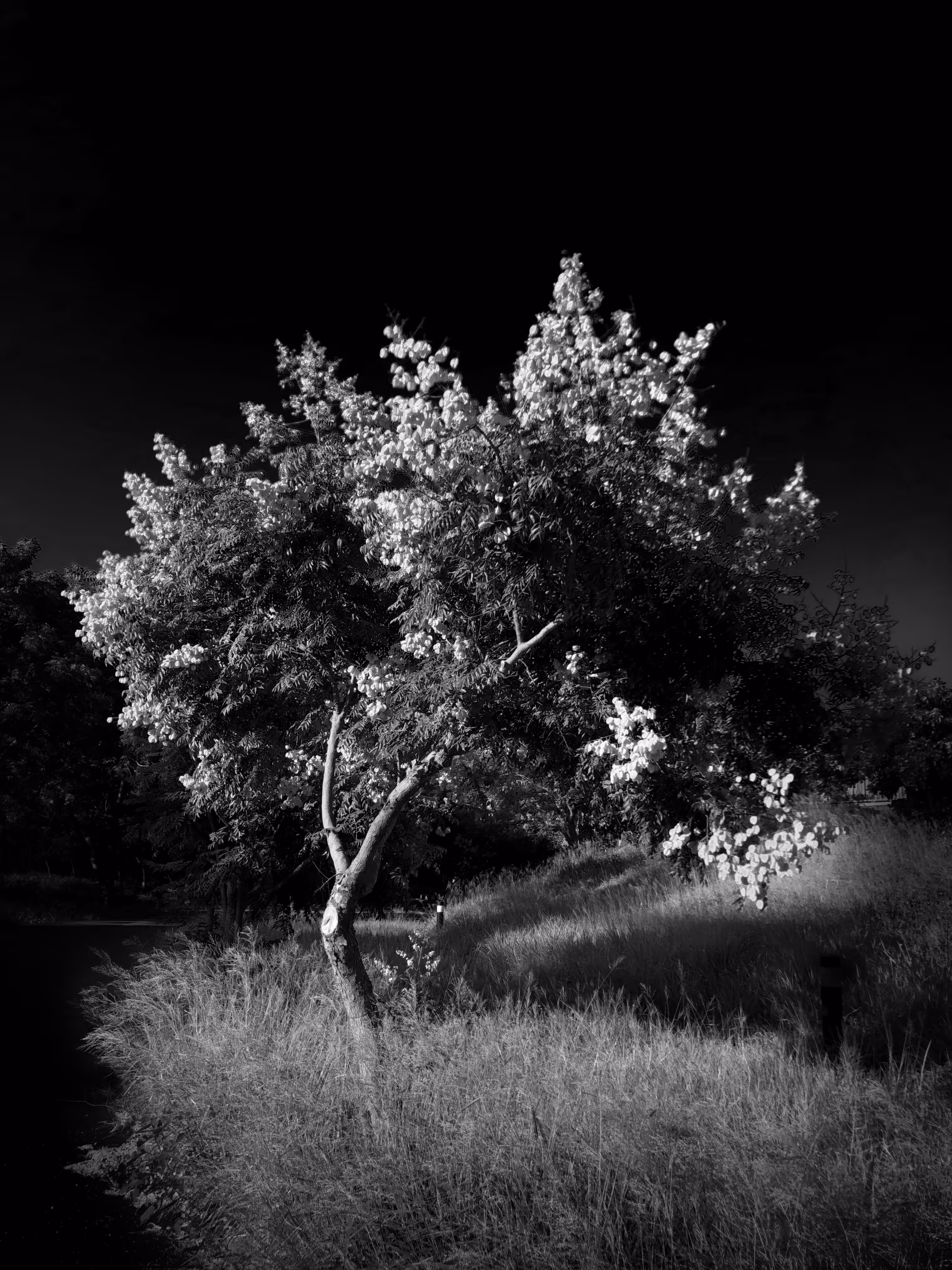 nature(mido) #21