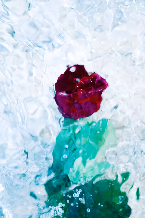 kiwokuand photography: Ascend Rose