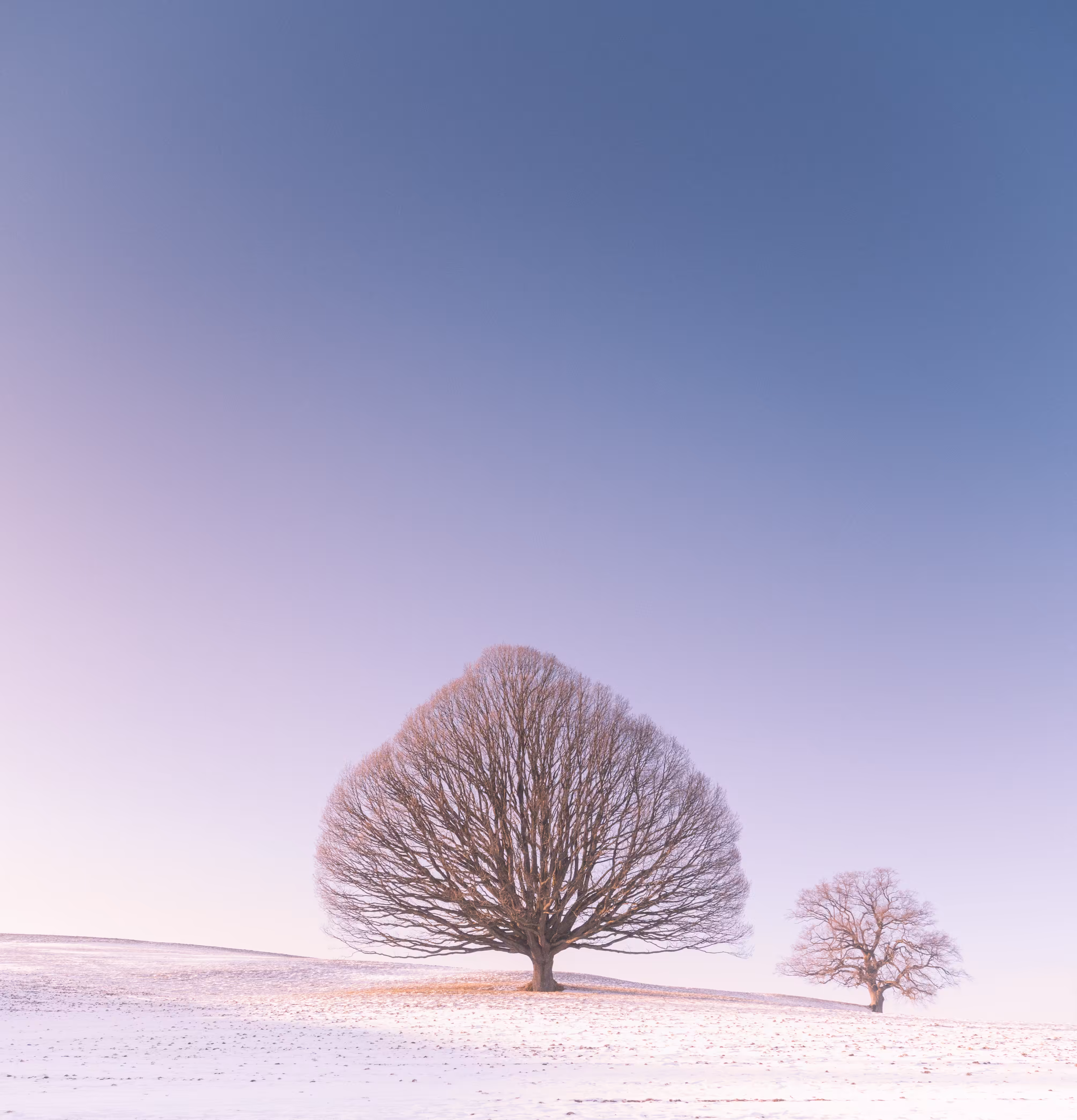 Magic Trees - The Old Oak