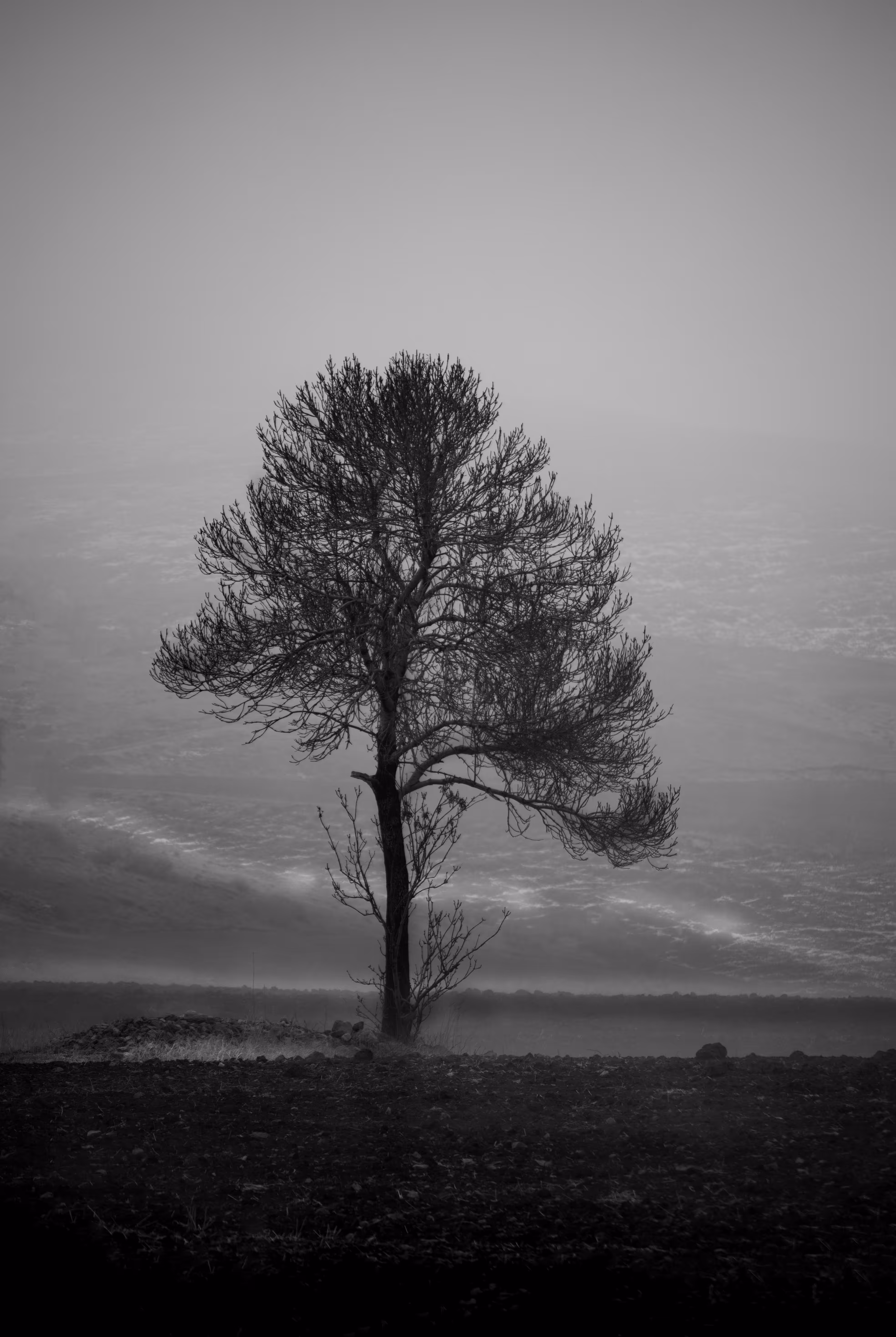 A Tree in the Mist