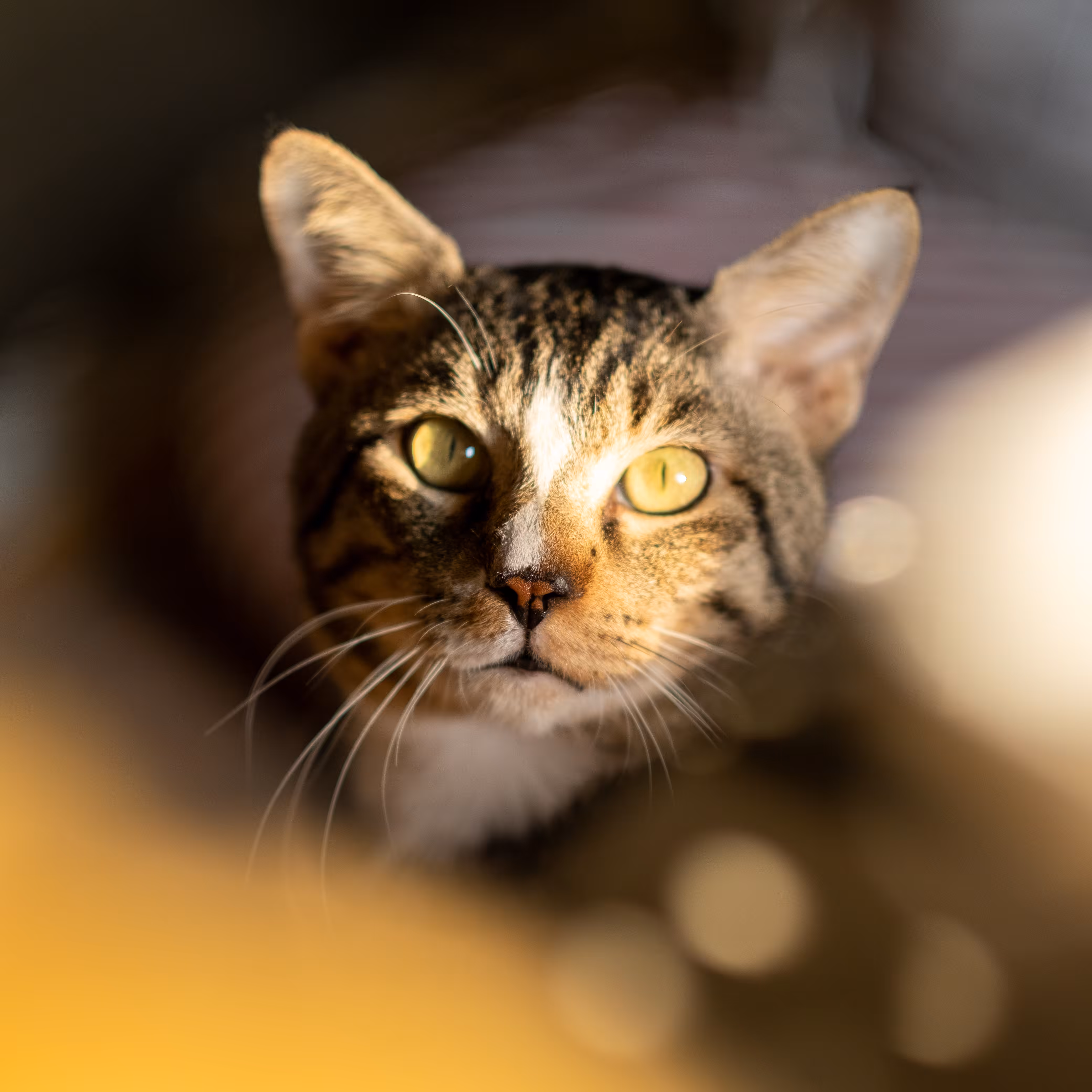Portrait of Bobi the Cat #01