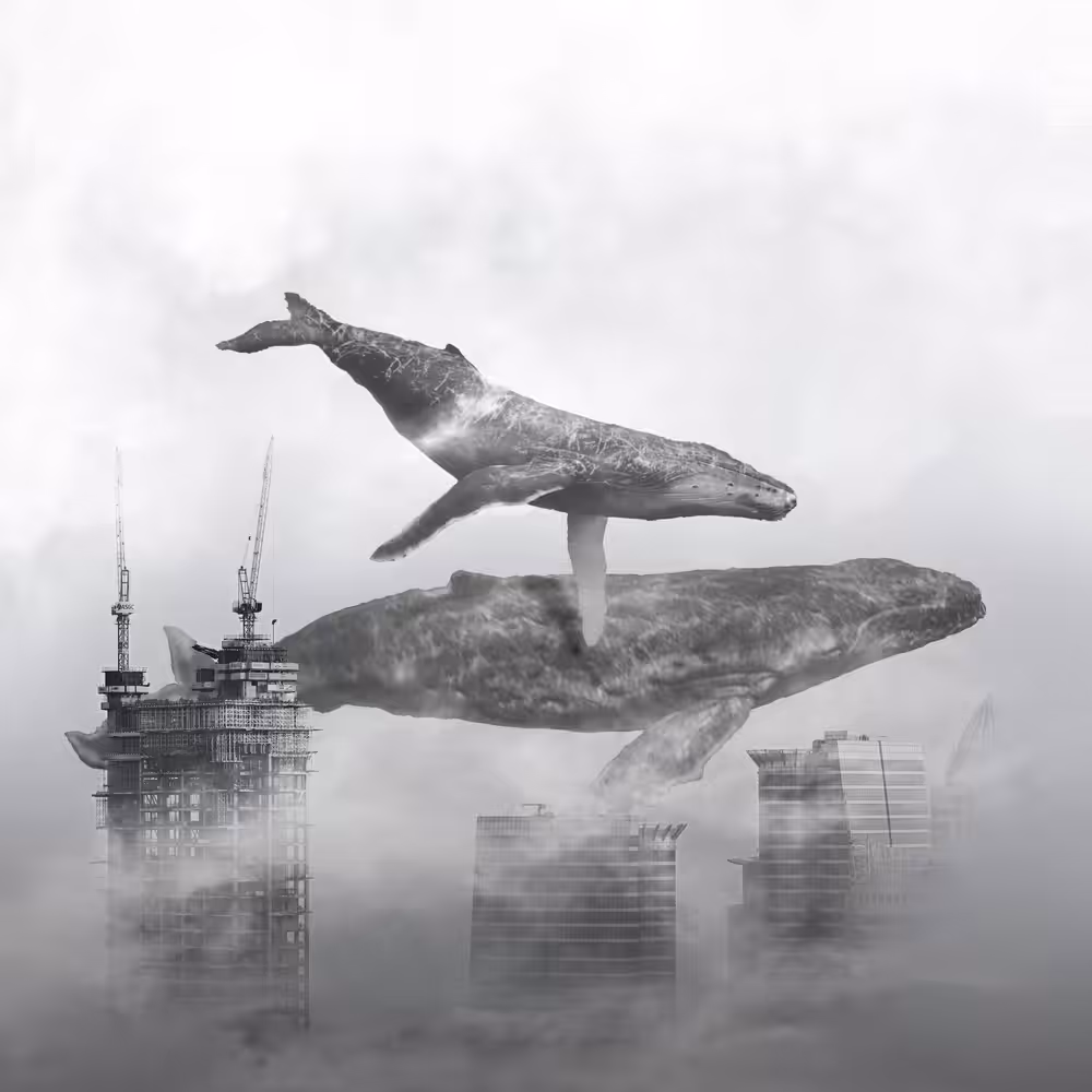 Whale Passing Buildings