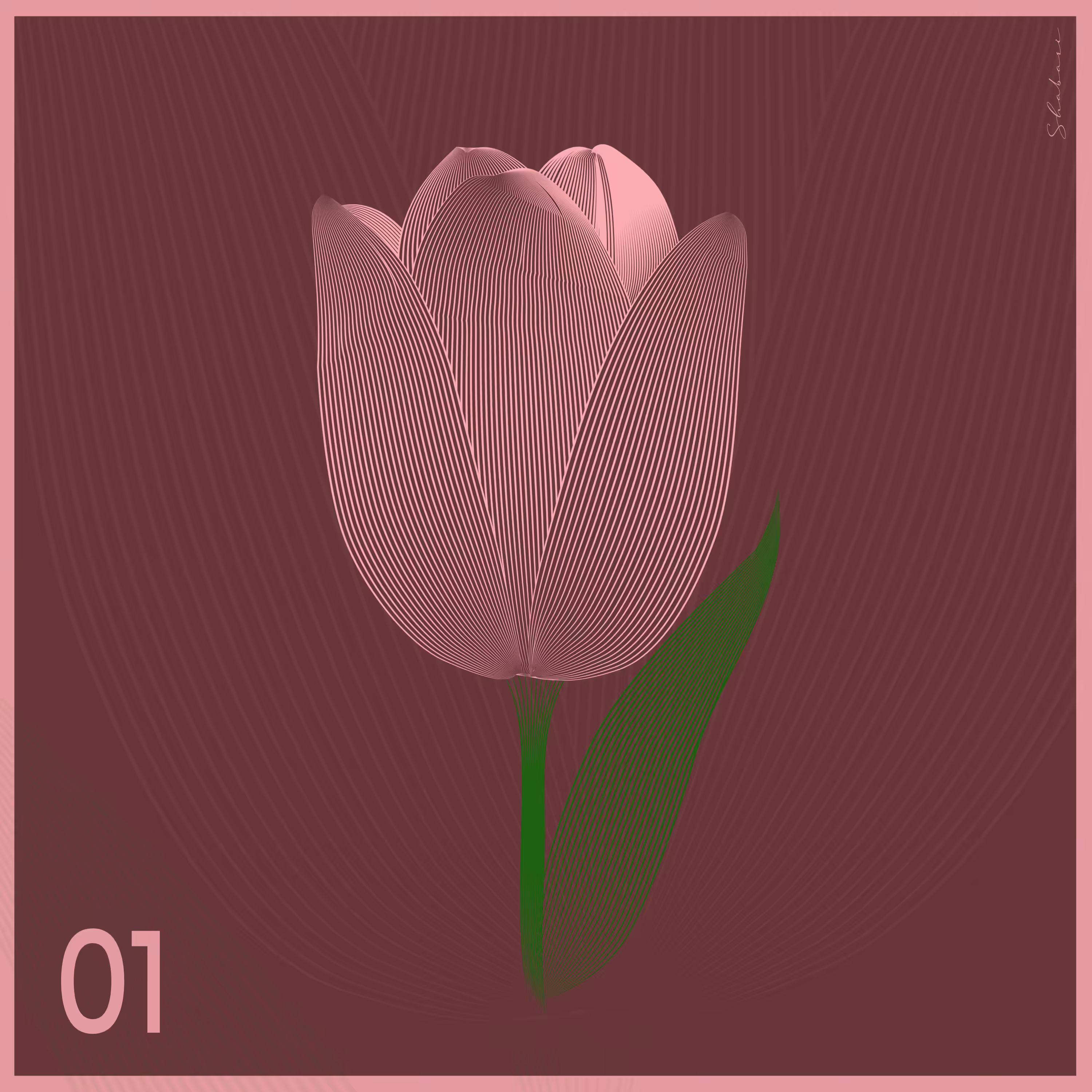 Tuliora Noctis