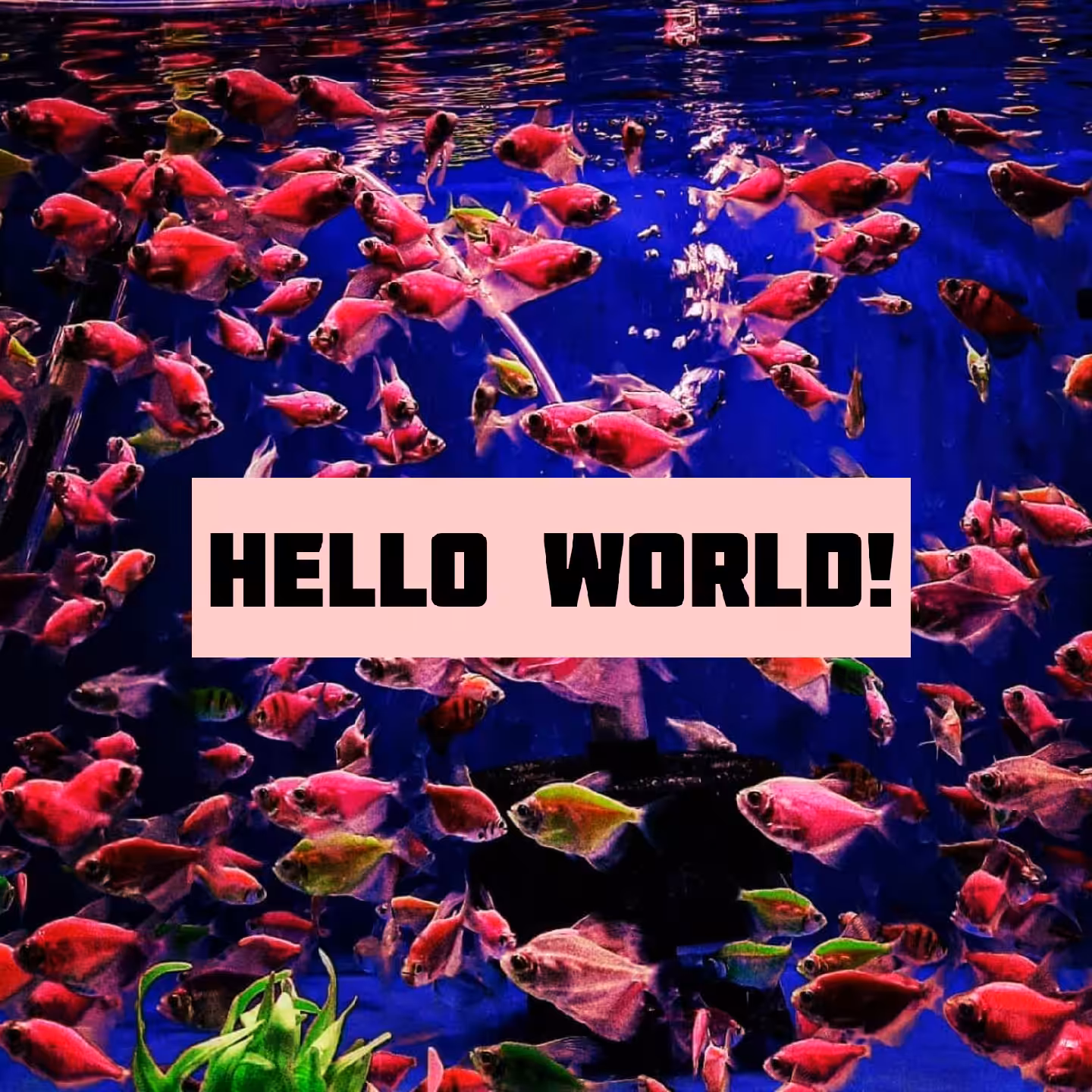 Hello World!