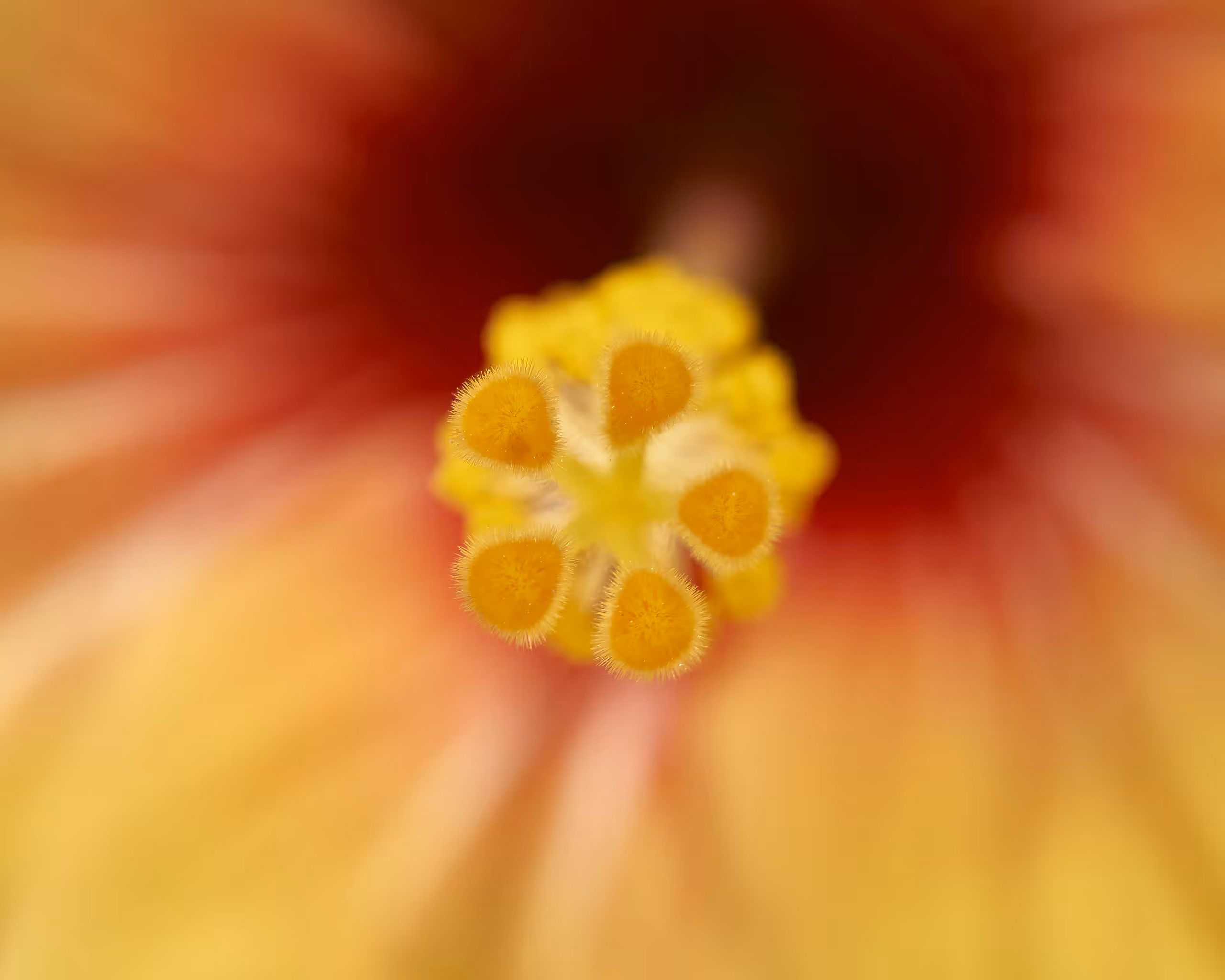 The Royal Hibiscus