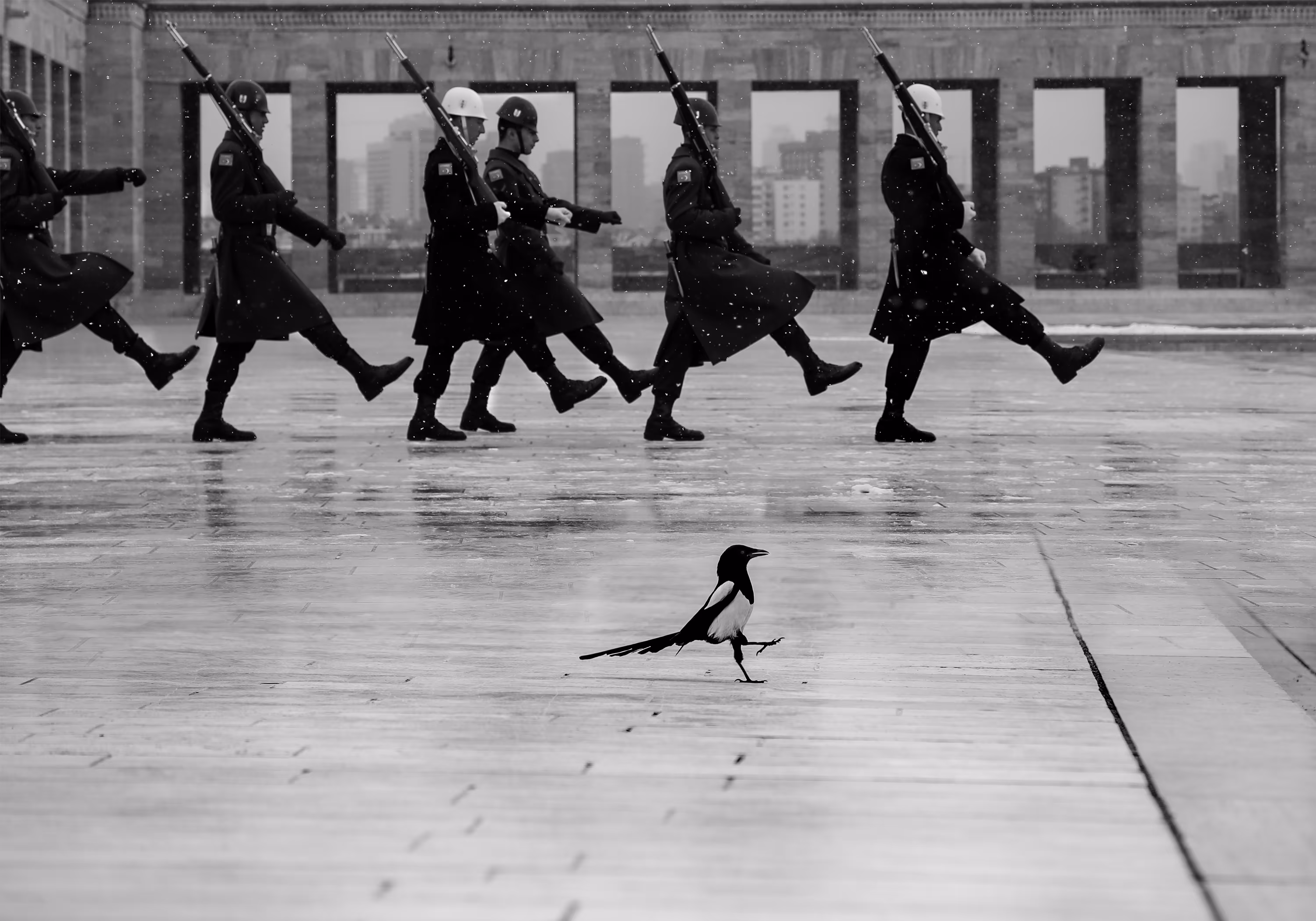 Magpie and Soldier
