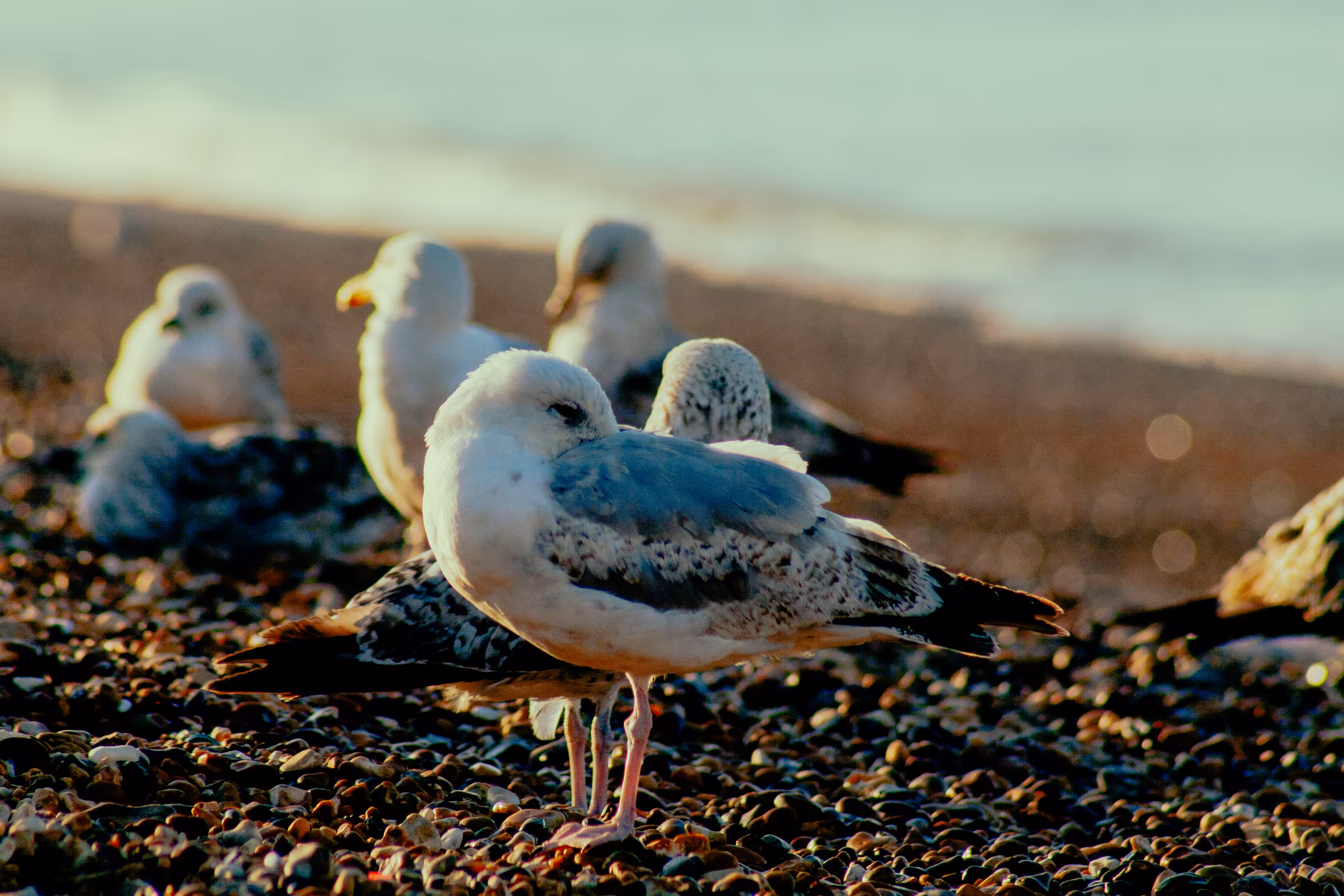 Seagulls - Landscapes 3