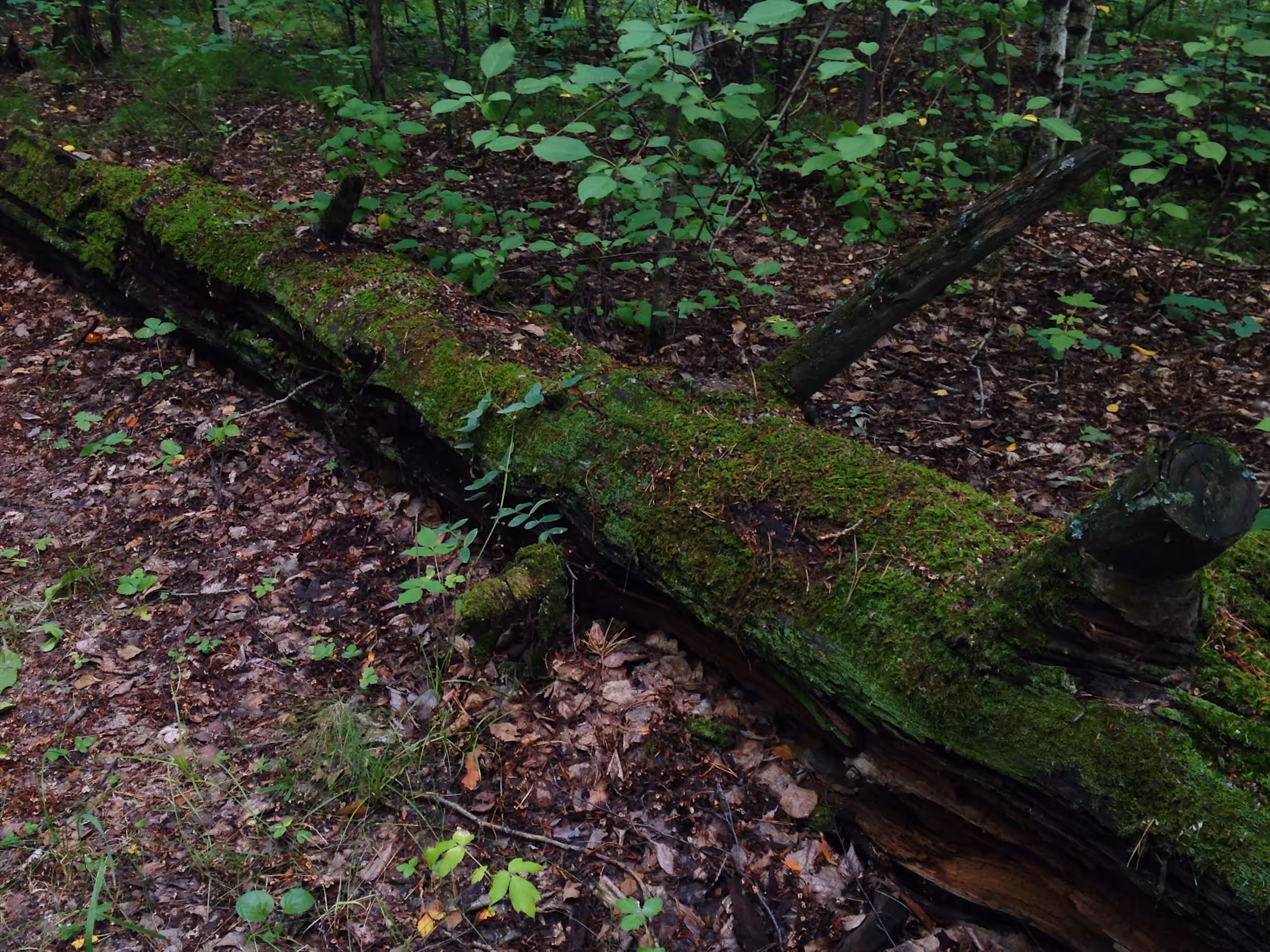 forest vision 06