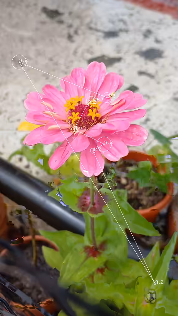 🌸 