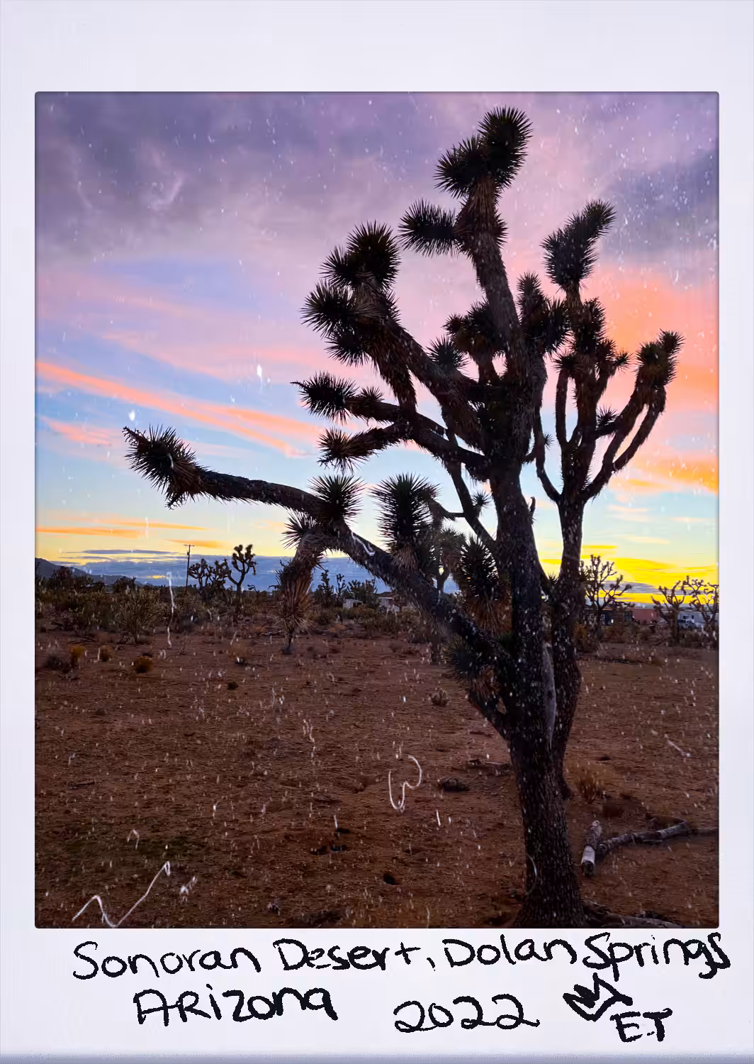 Joshua Tree Silhoutte