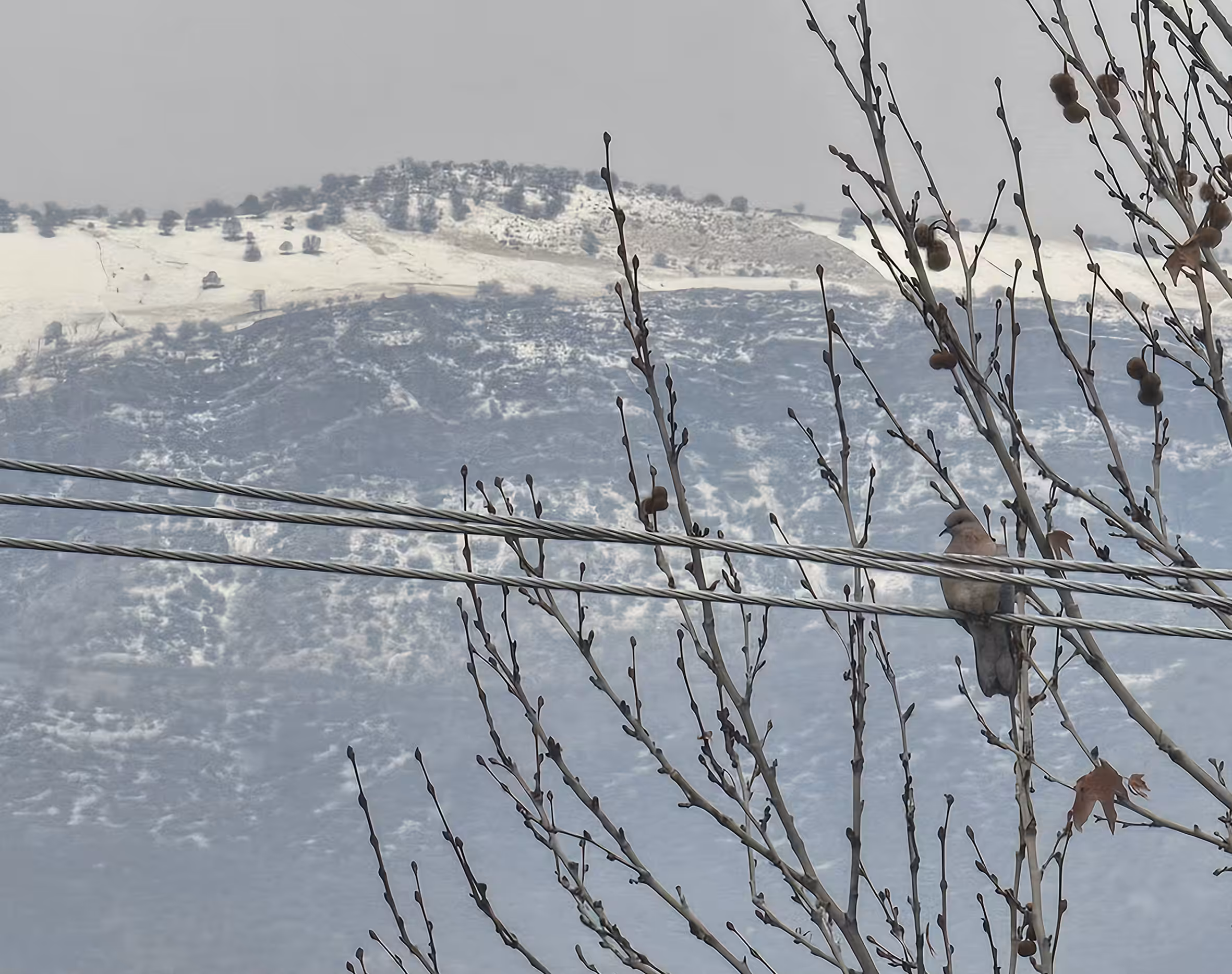 Silent Winter Watcher