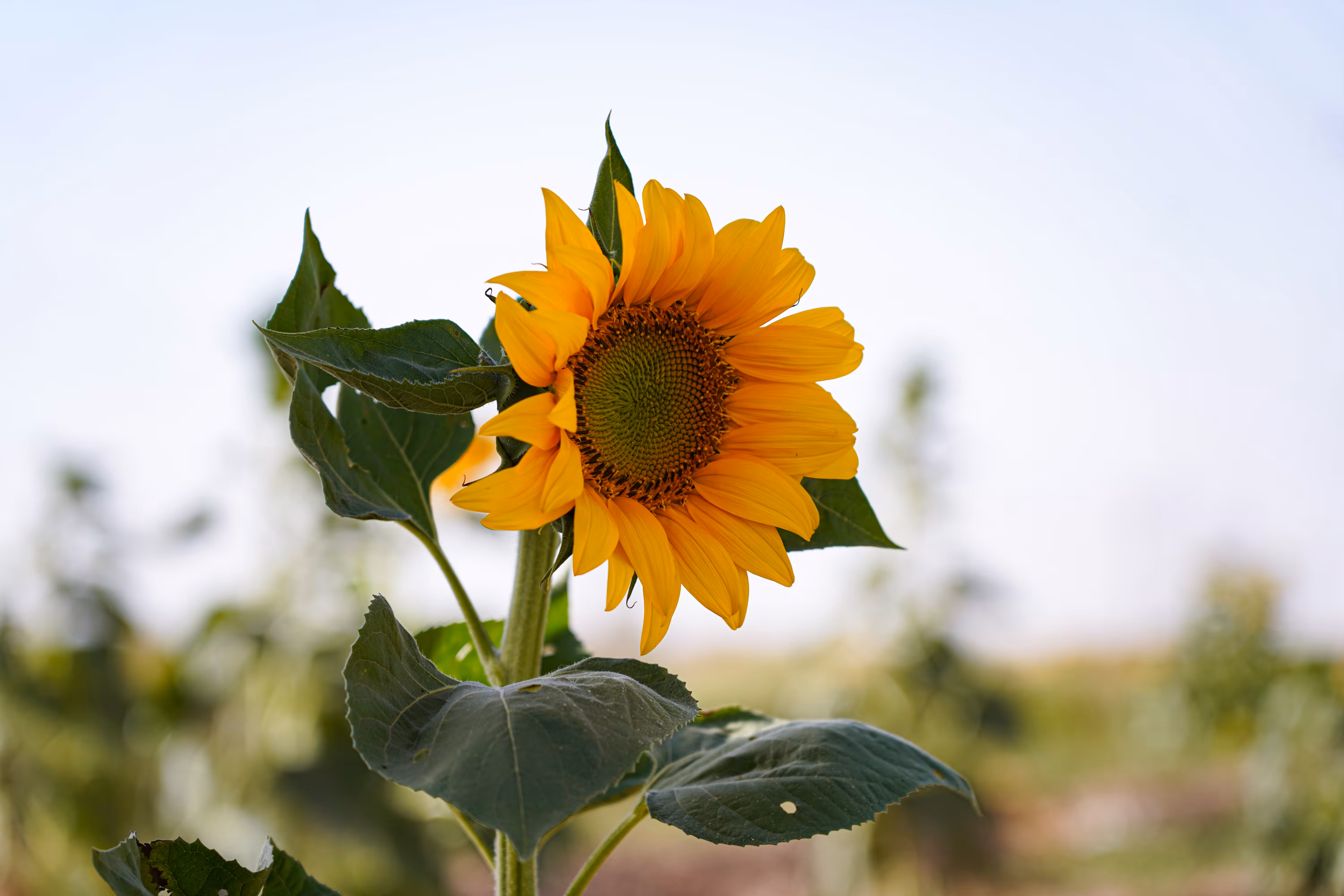 flowers: Radiance of Life