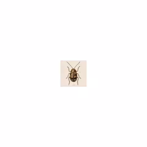 confusing coleopterists g004285 1x1