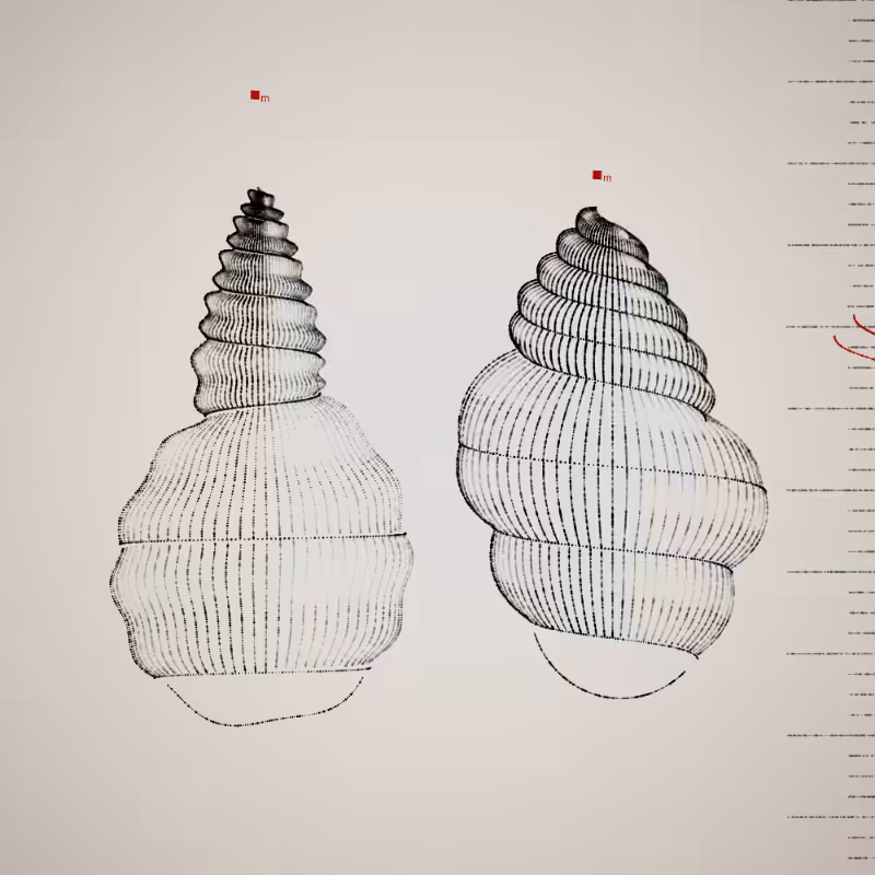 Two Specimen #270