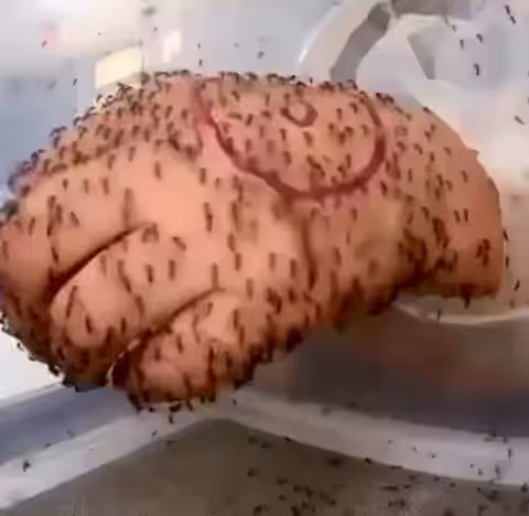 the hand that feeds