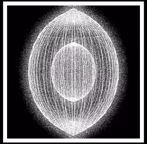 Seed
