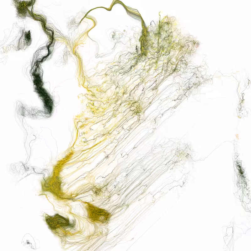 Hypericum #127