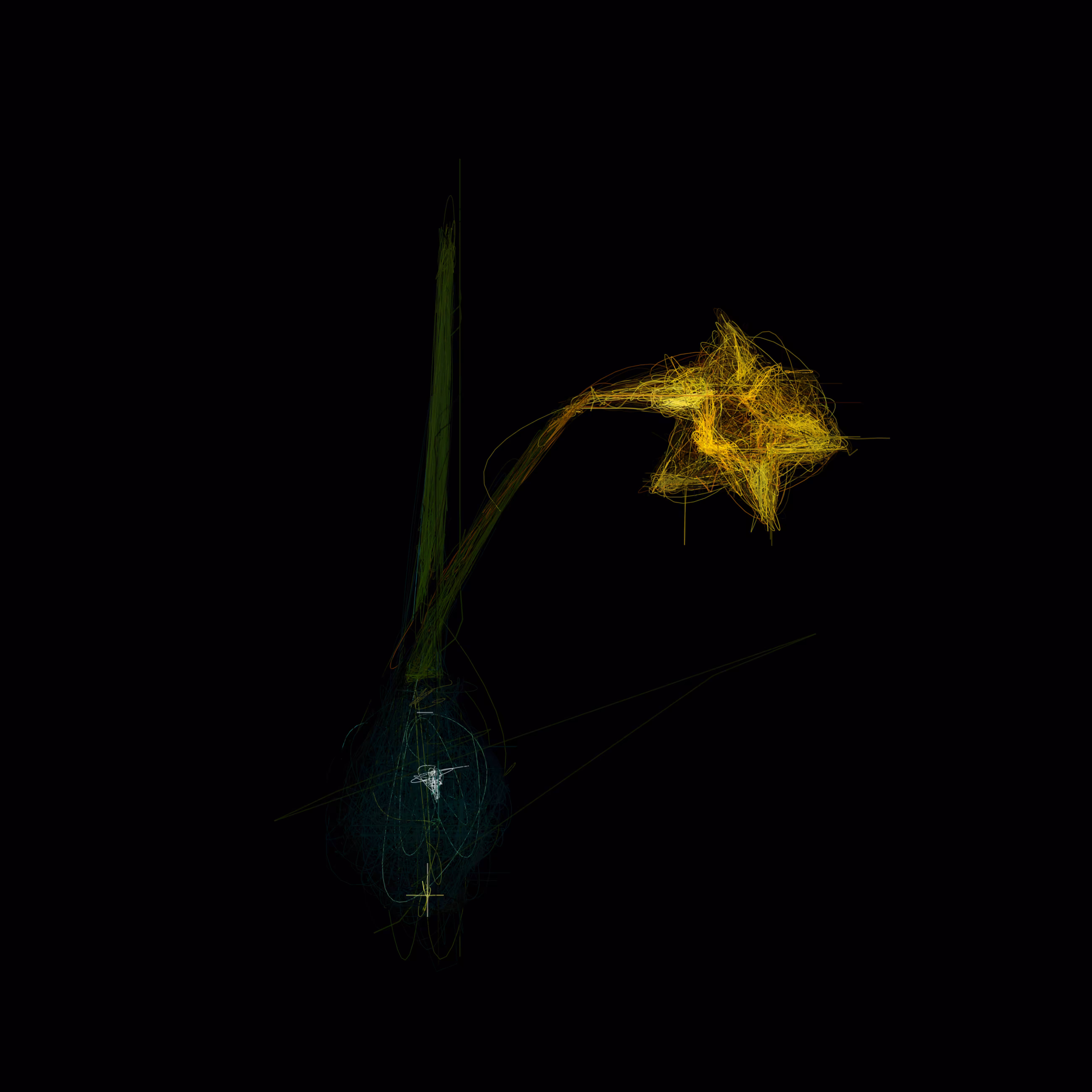 Daffodil II