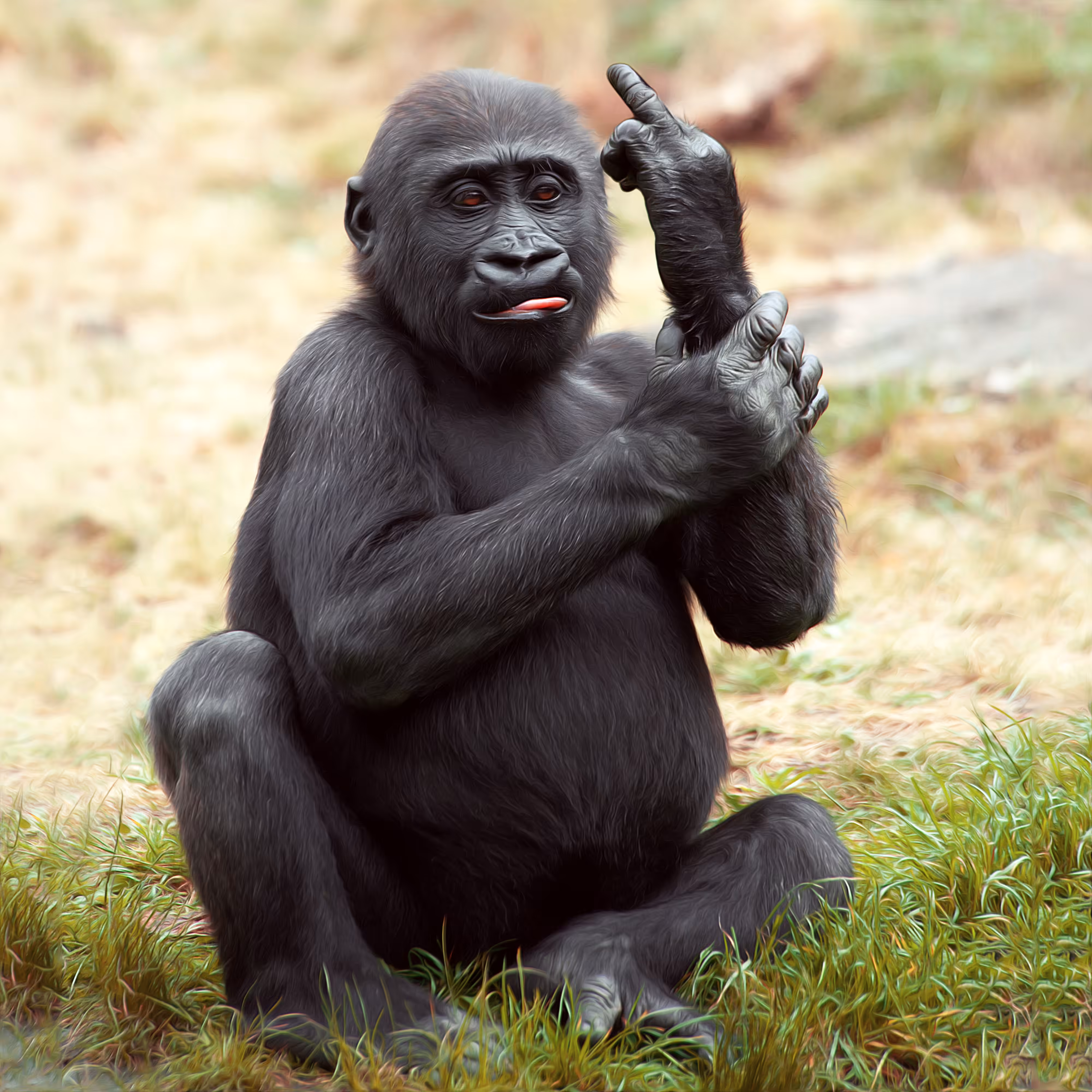 Animals #41