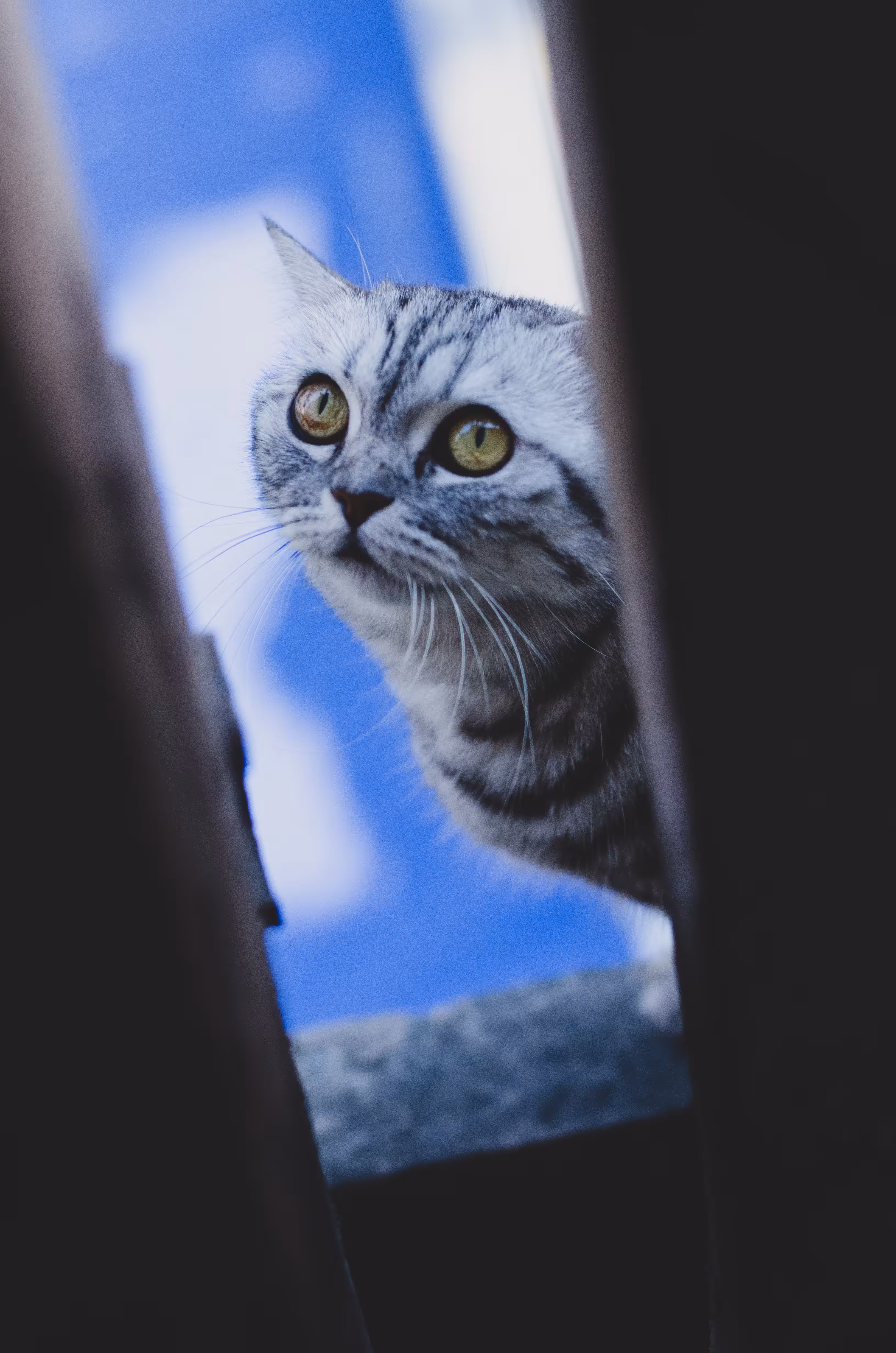 MM_Scaredy cat 4/4