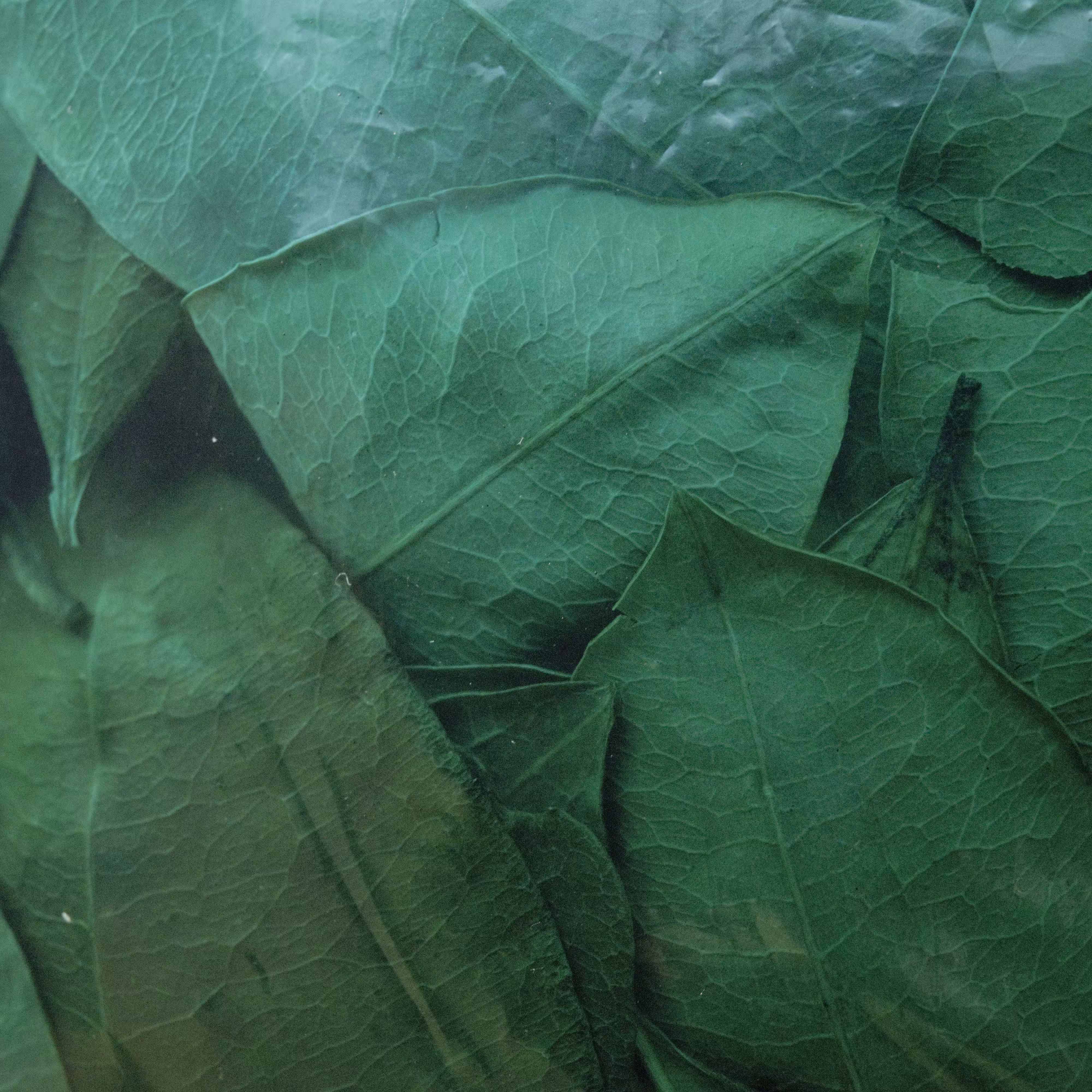 The Royal Pinedo #10 by Cristina de Middel