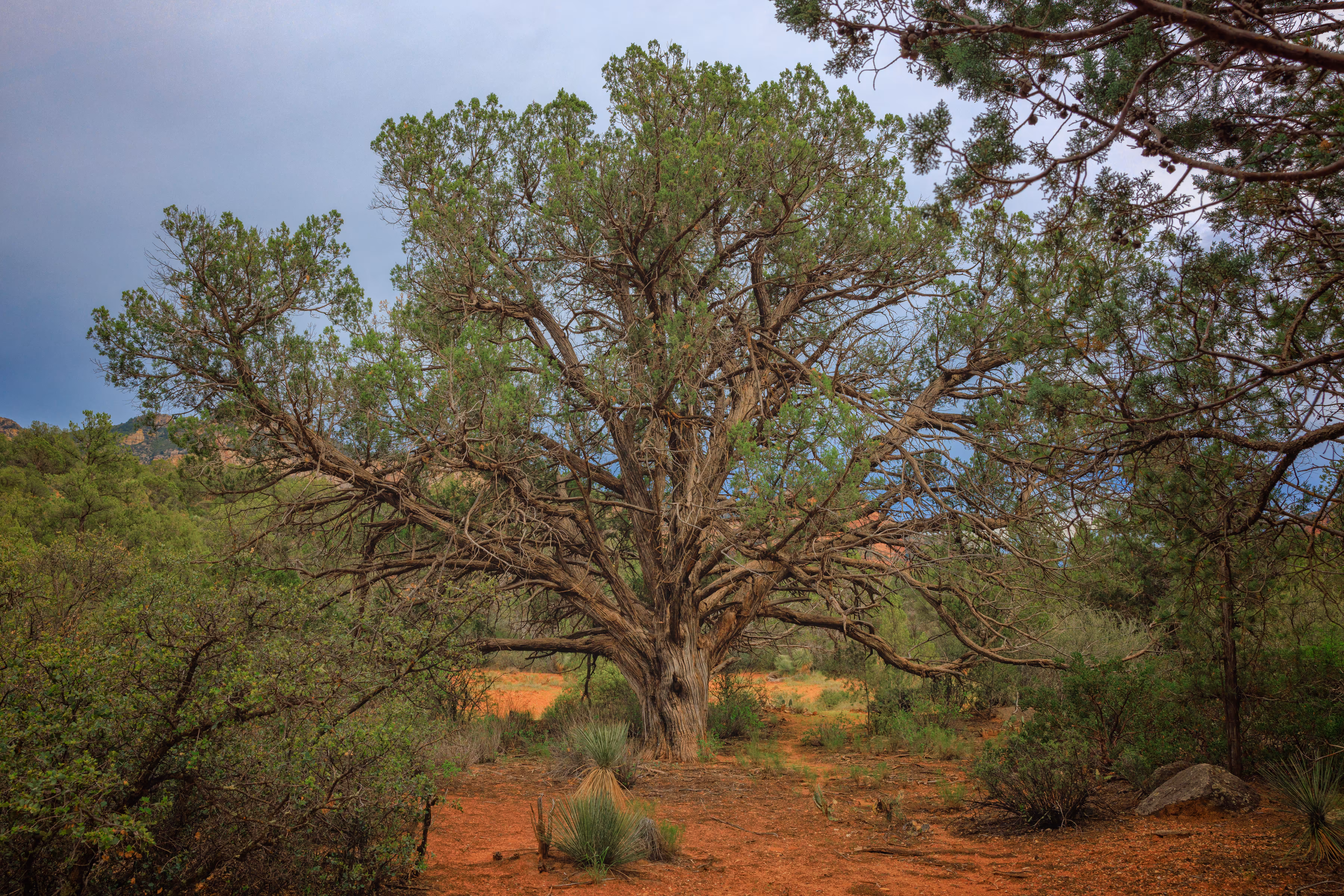 King Juniper