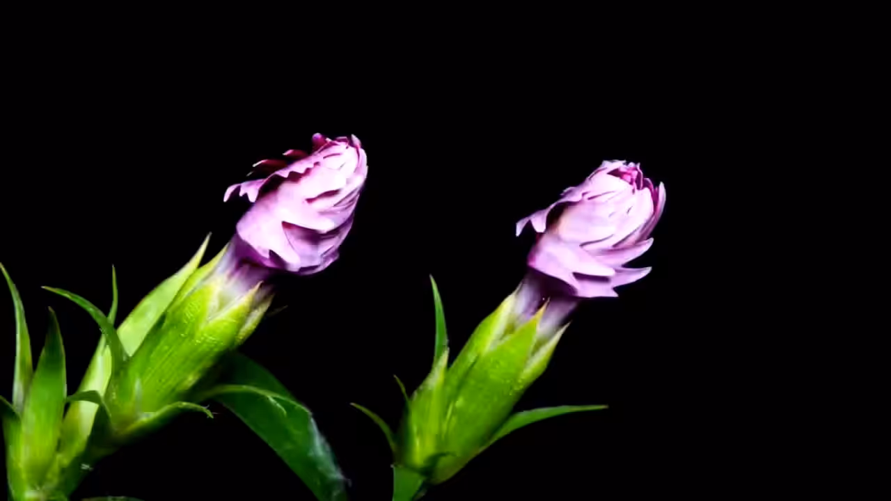 DATA.FLOWER()#13
