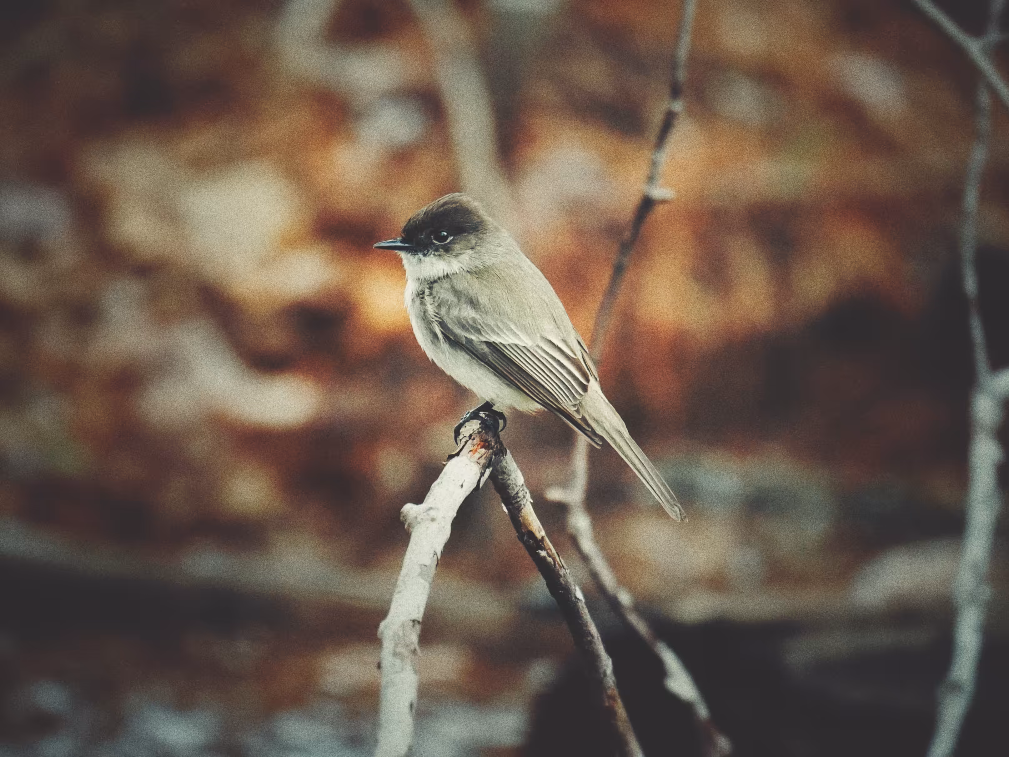Poised Phoebe