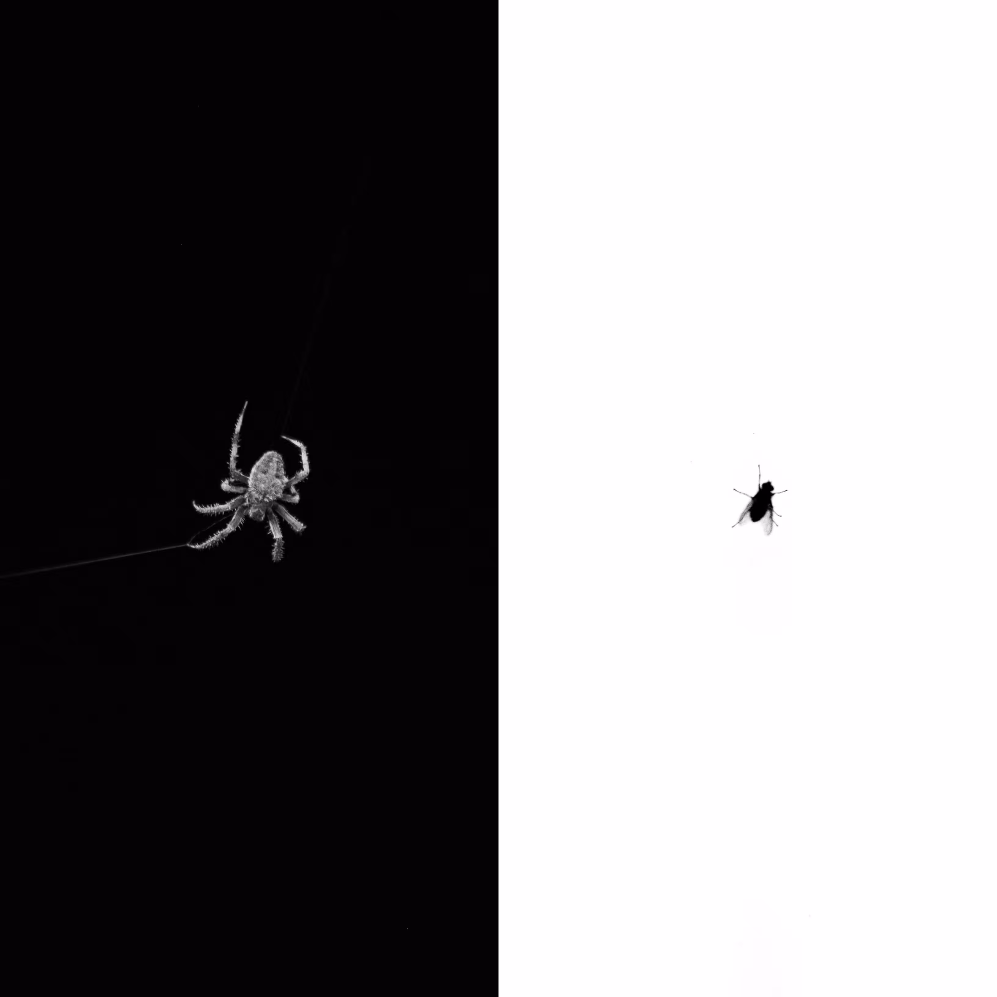 The Spider & The Fly
