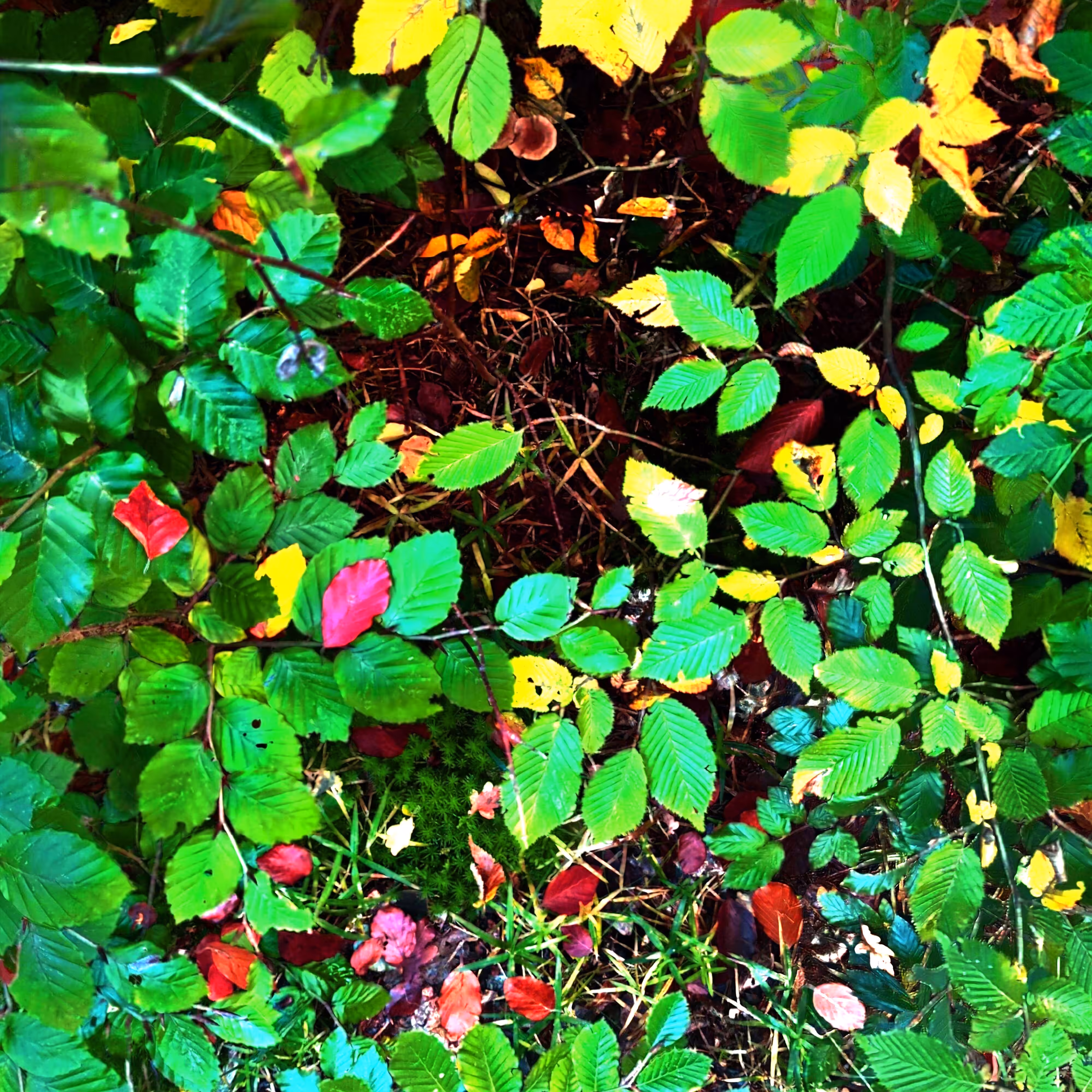 Autonomous Forest Plots: Plot u329n507h