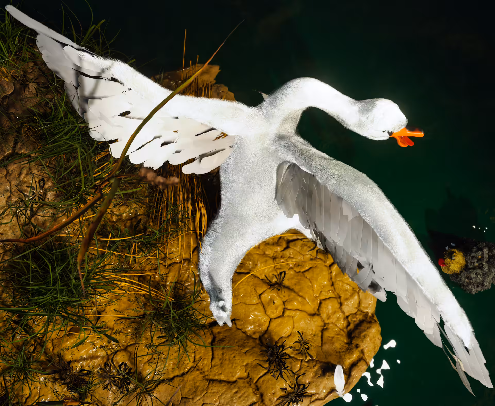 The Exposed Swan 2/3
