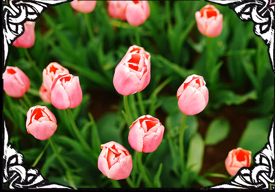 My Finest Flowers