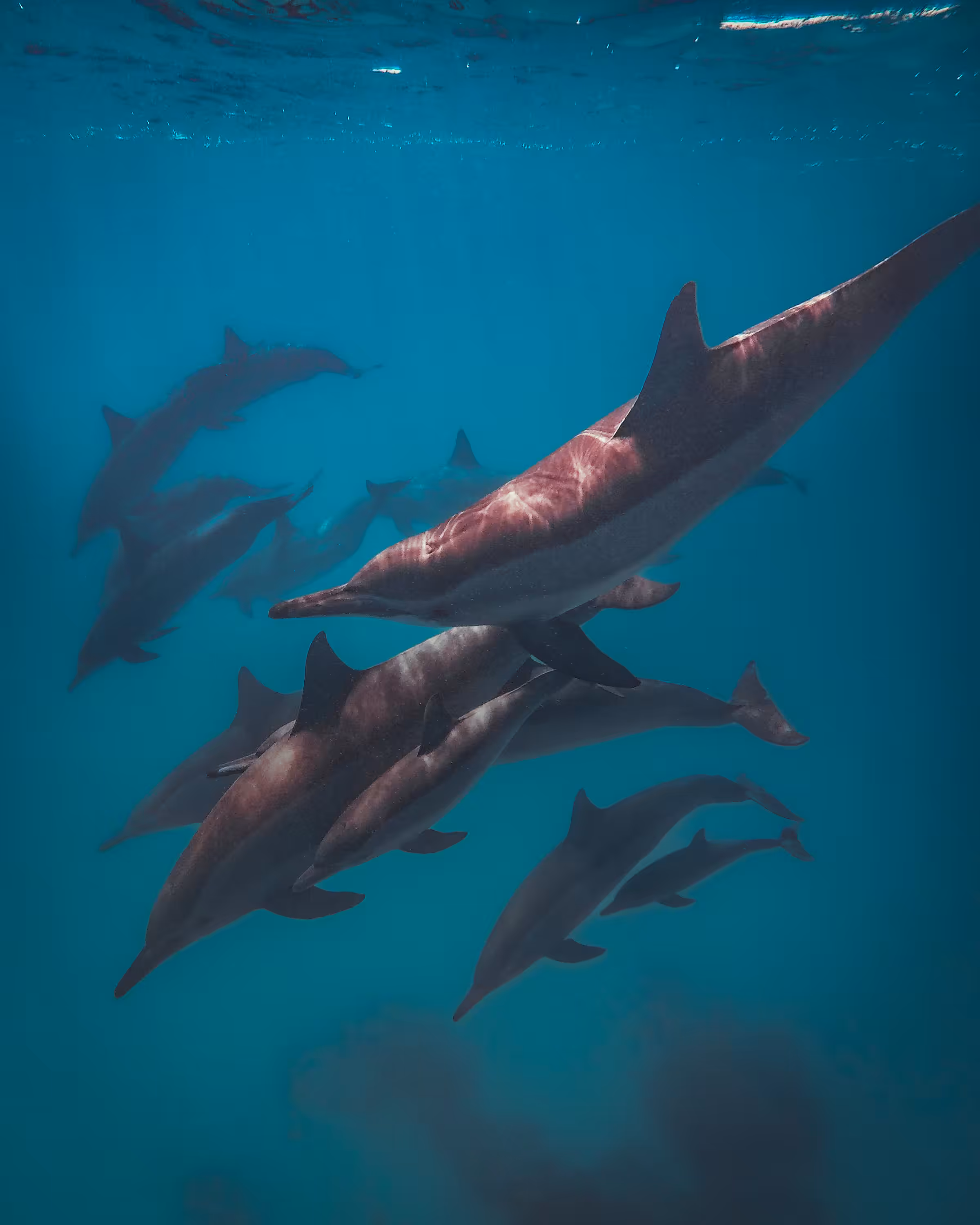 It's Dolphin Time