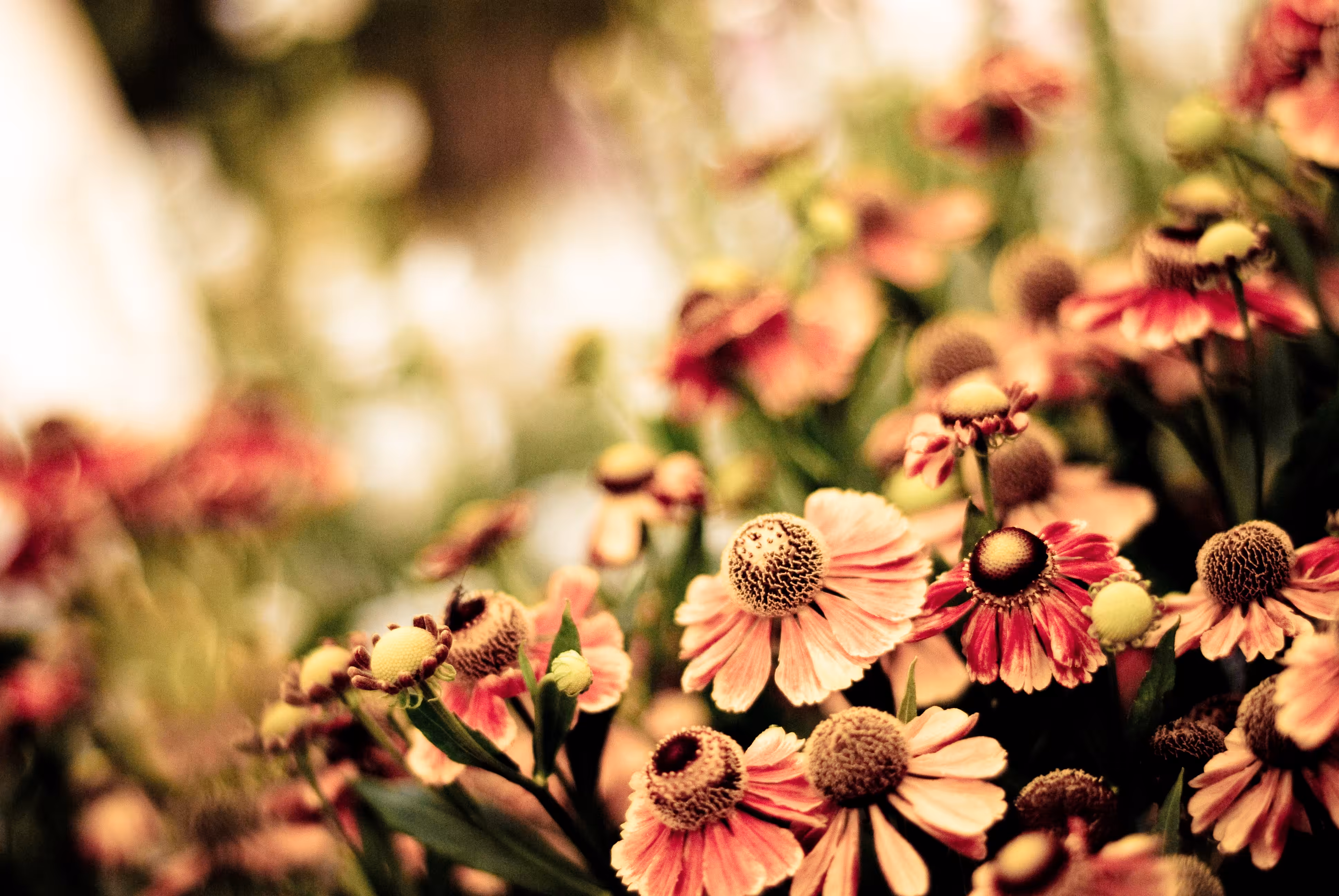 Flowers Fairyland