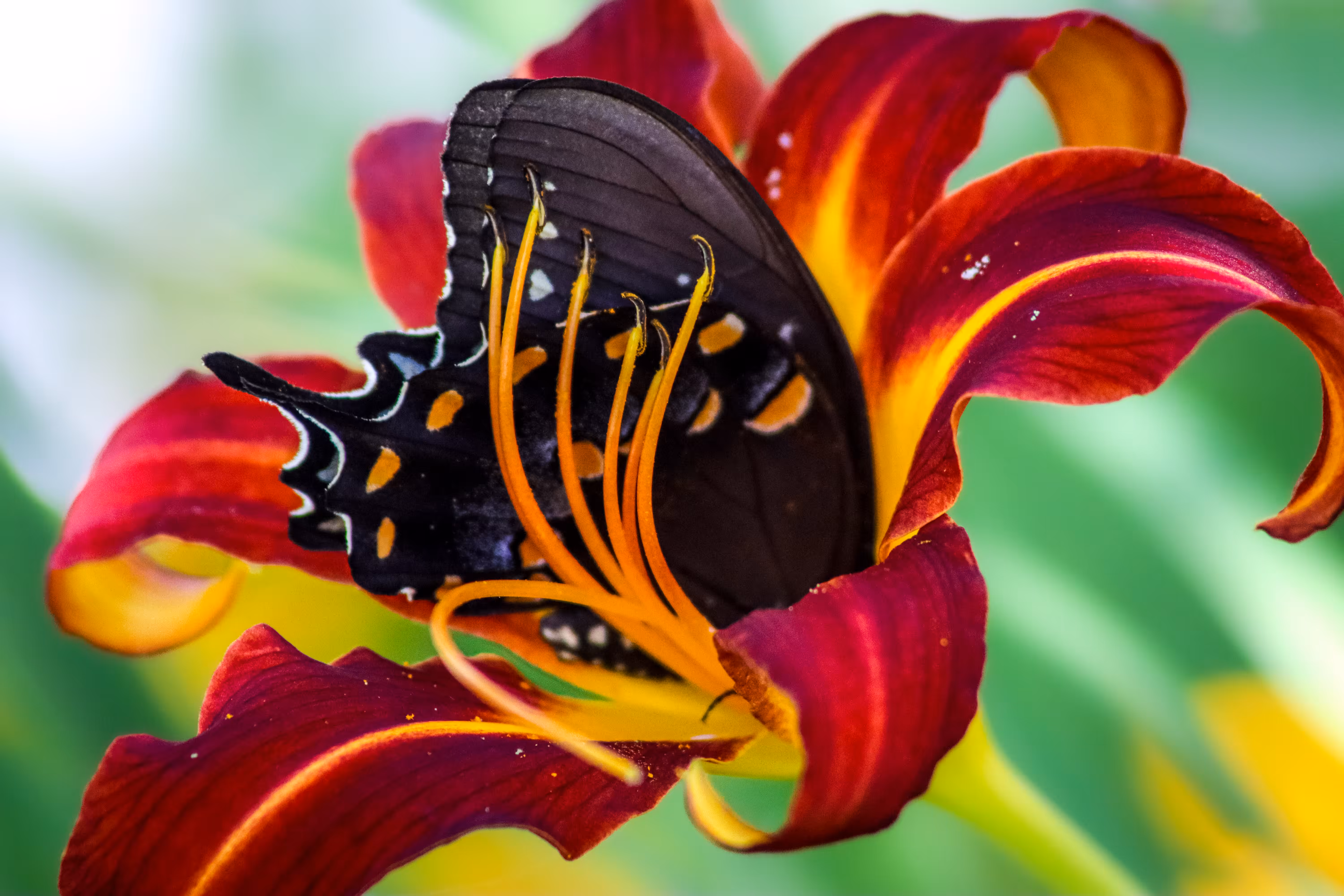 Daylily Dive