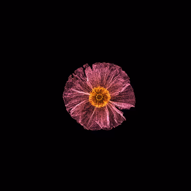 White Poppy 30 #295