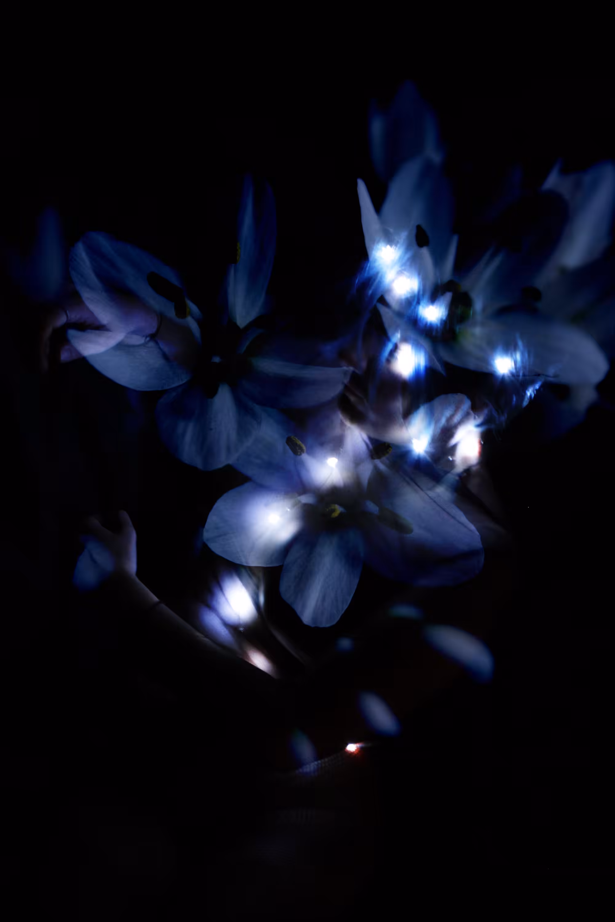 Silence of blooming
