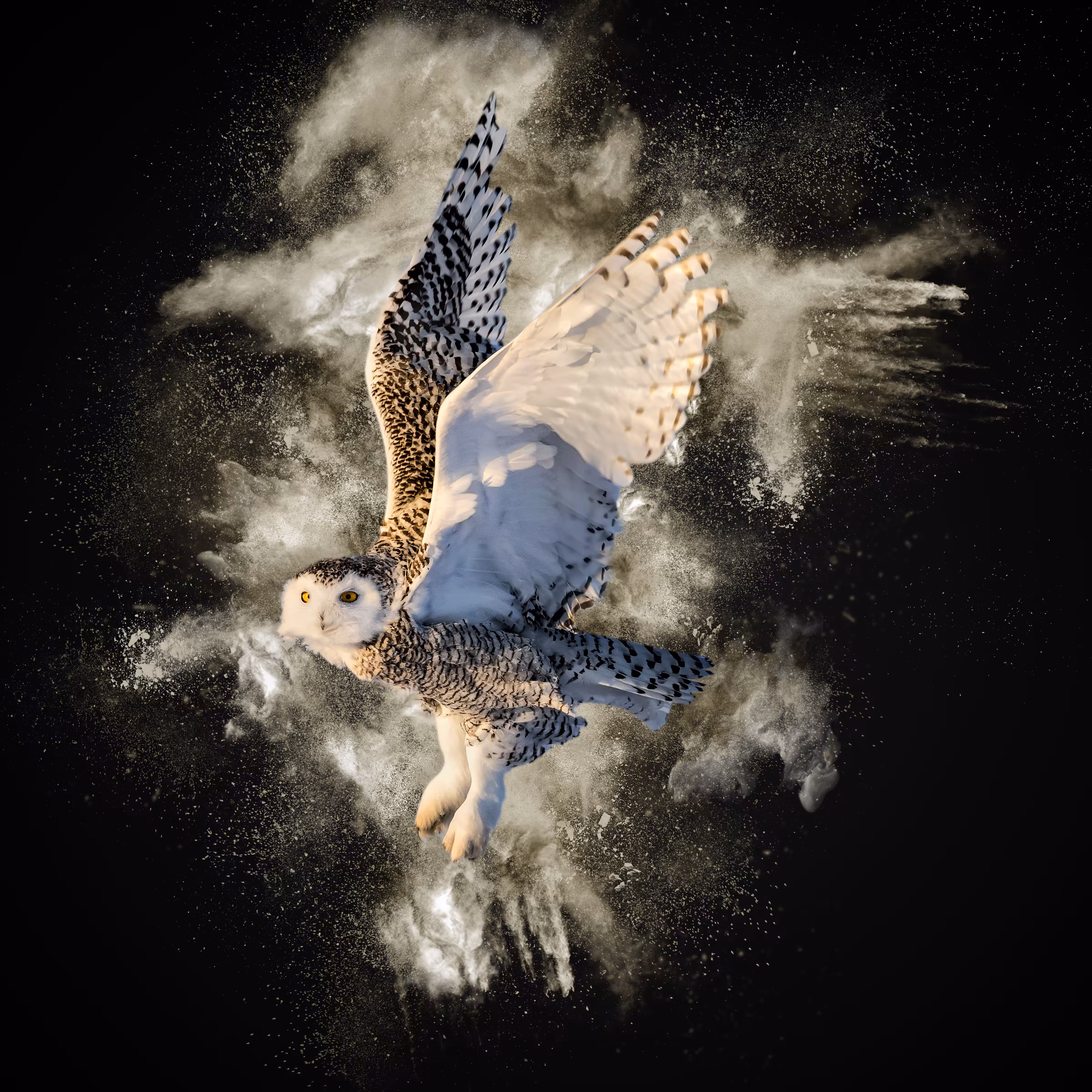Snowy Owl Lift-Off