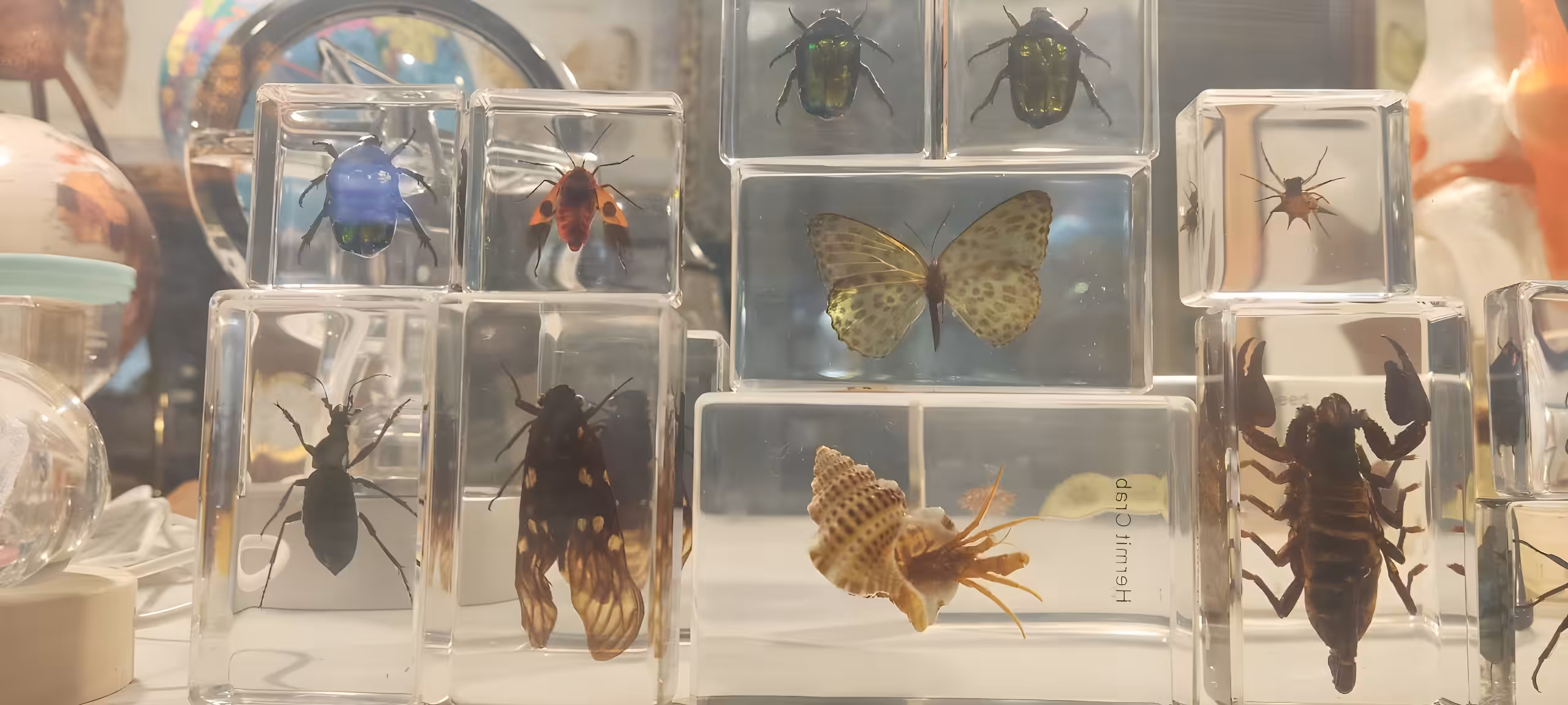 Poisonous insects in a frame