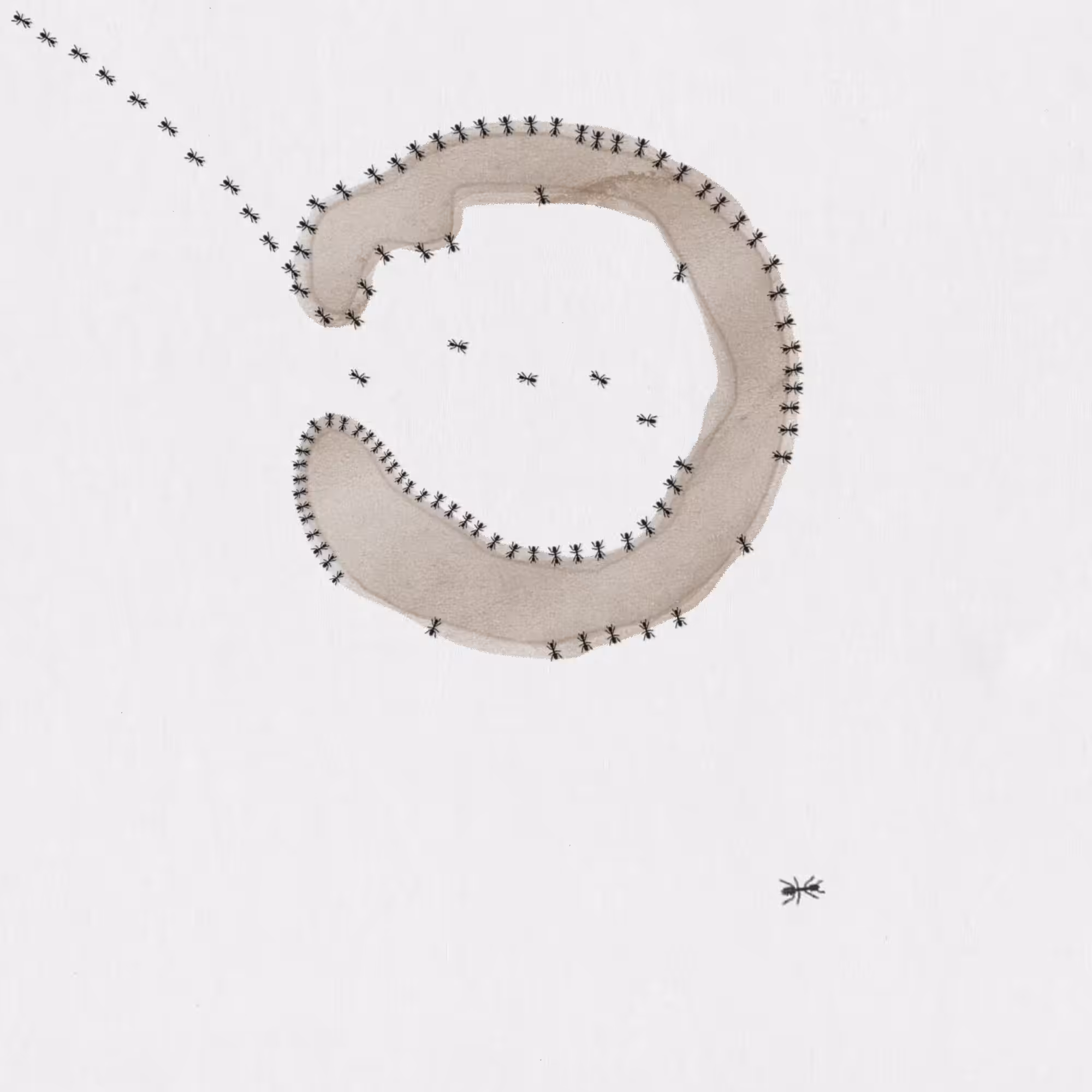 Ant or Coffee