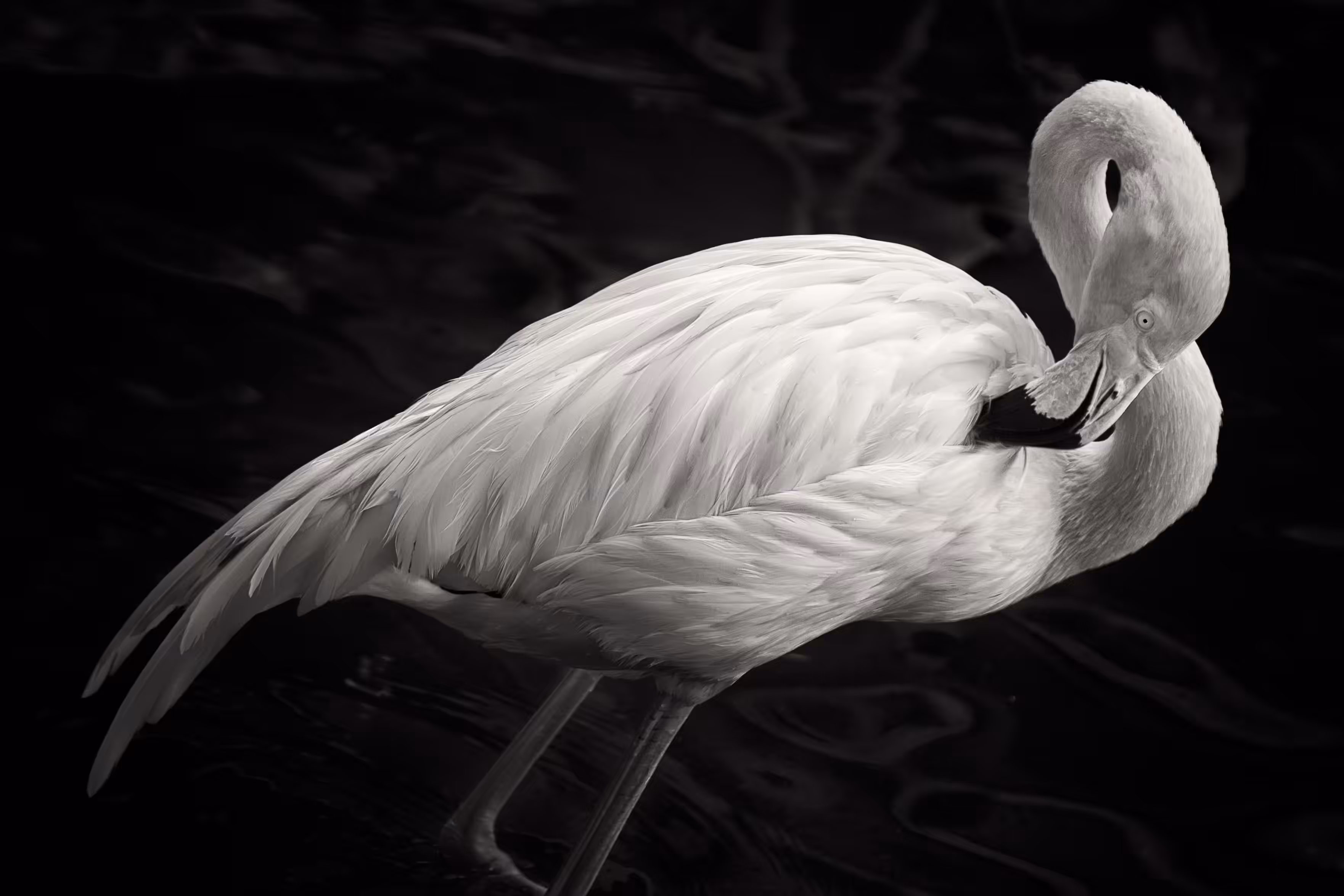 Black & White Flamingo