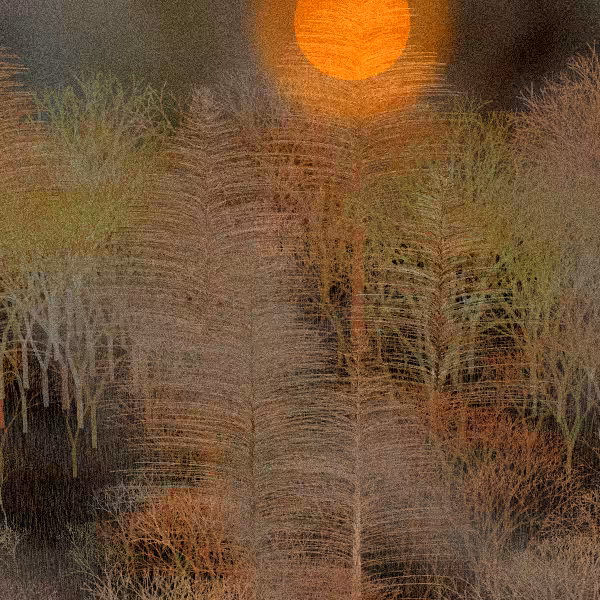 Moonlit Native Bush #132