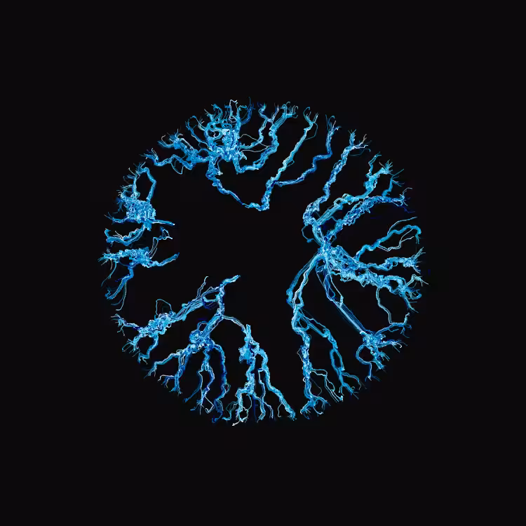 Ginseng #64