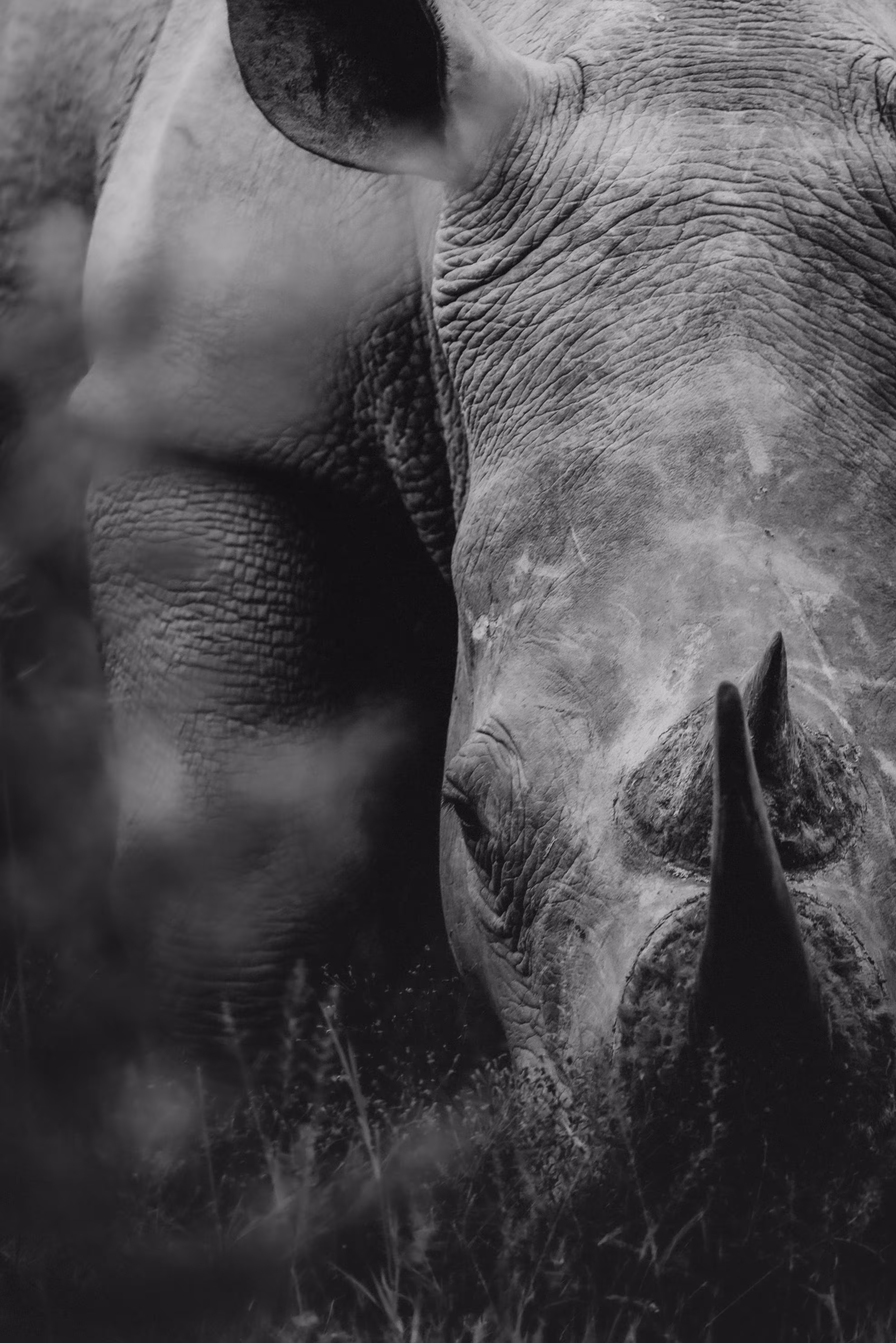 Rhino Portrait
