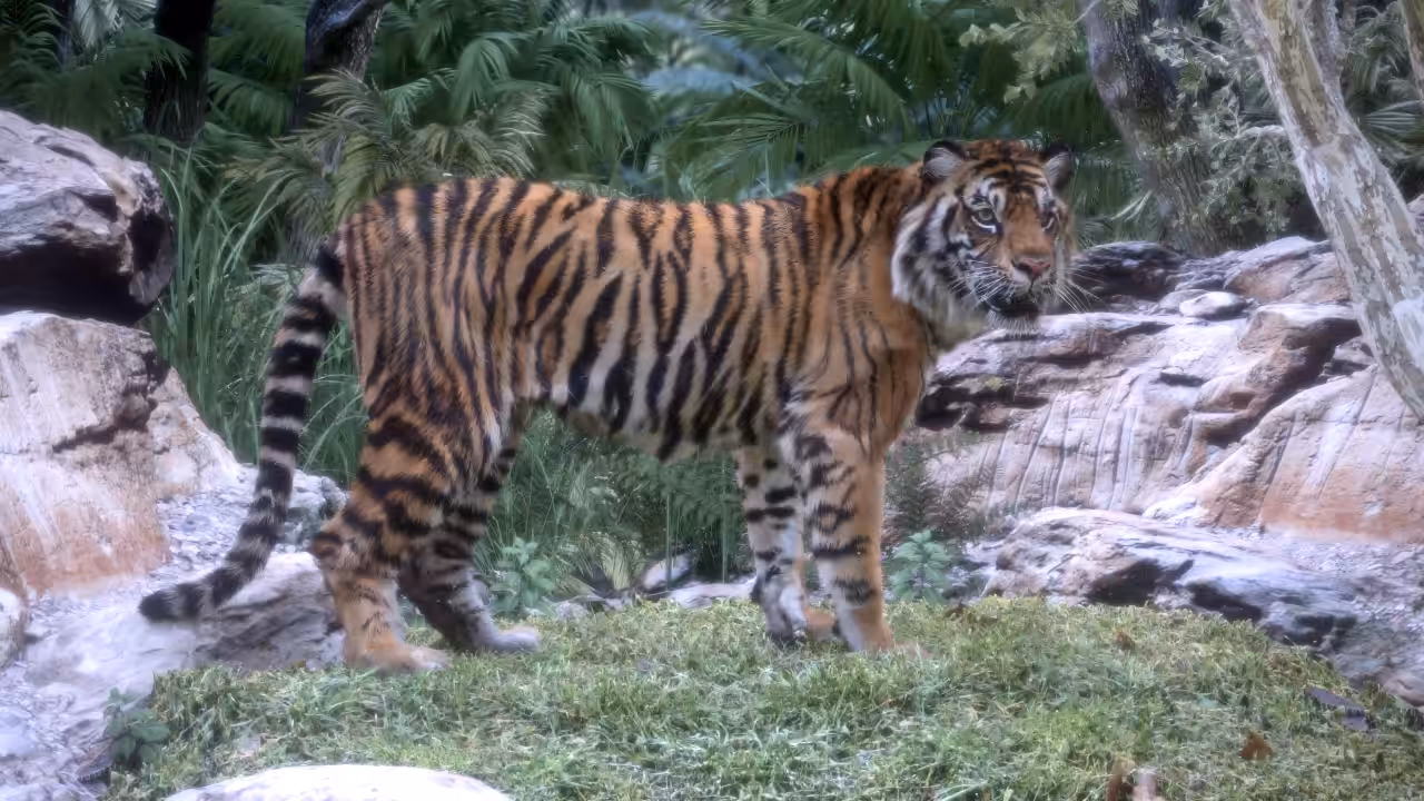3D Sumatran Tiger