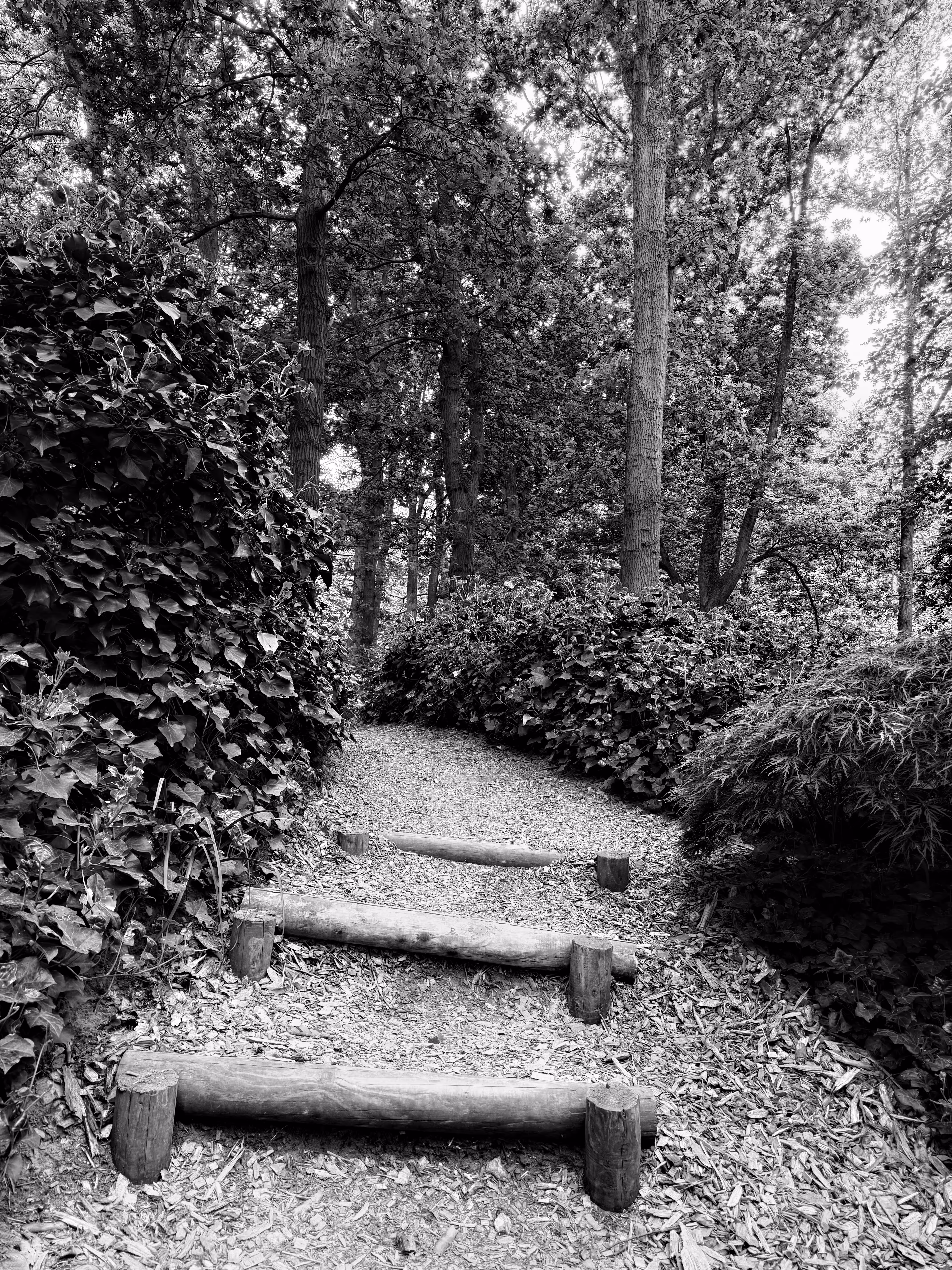 Path of Quiet Steps 