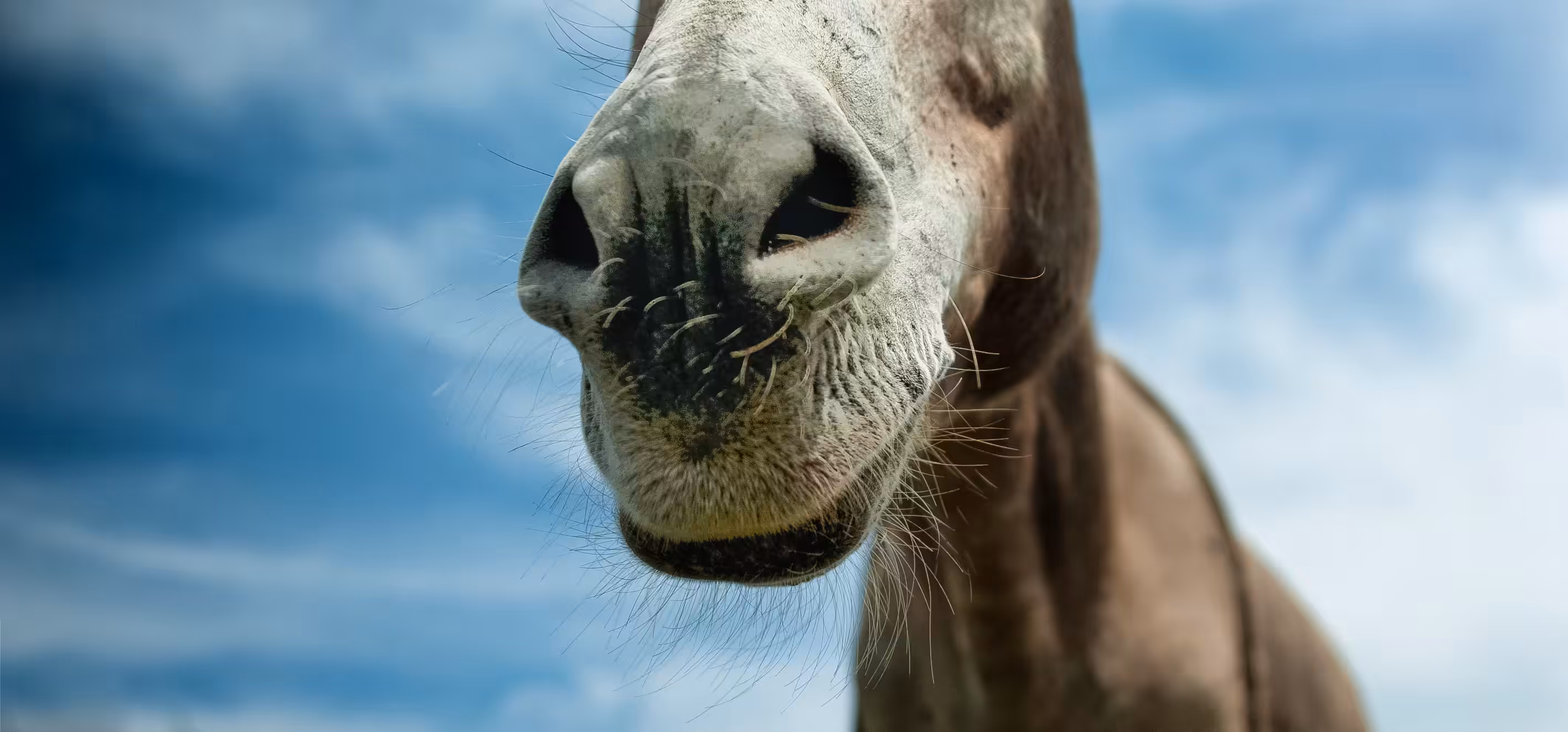 Rodeo posts: Nosy...